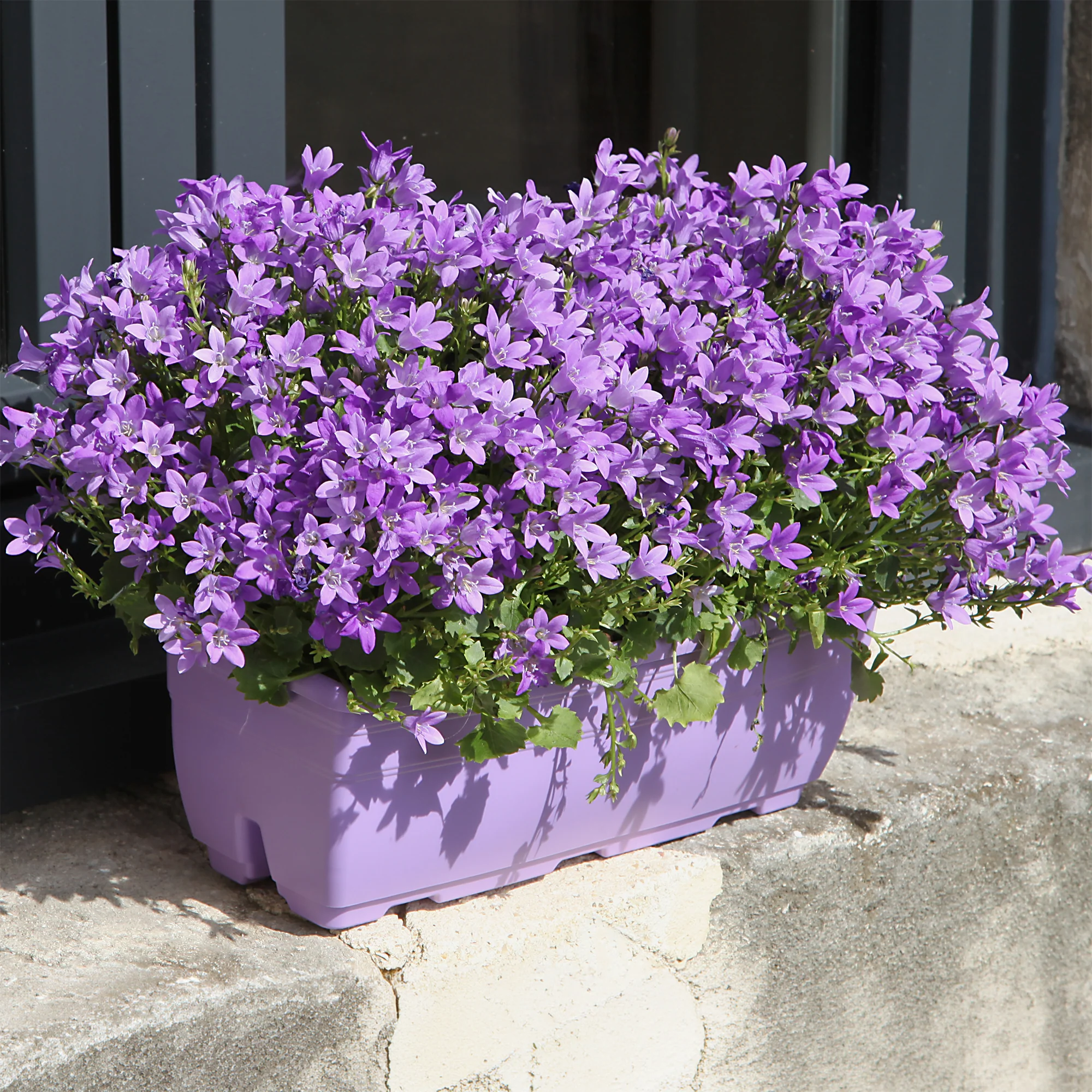 Campanule des murailles - Image 7