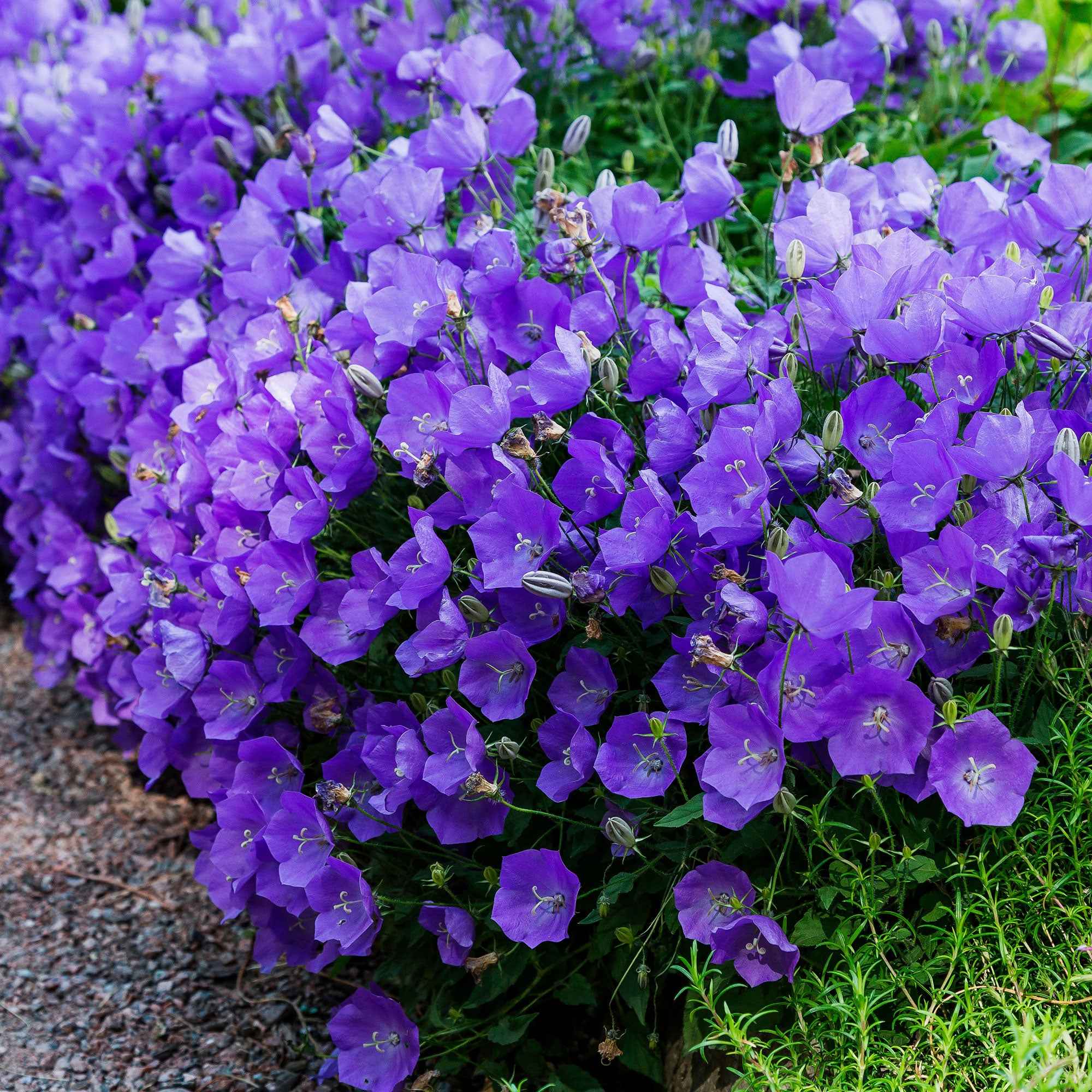 Campanule des Carpates