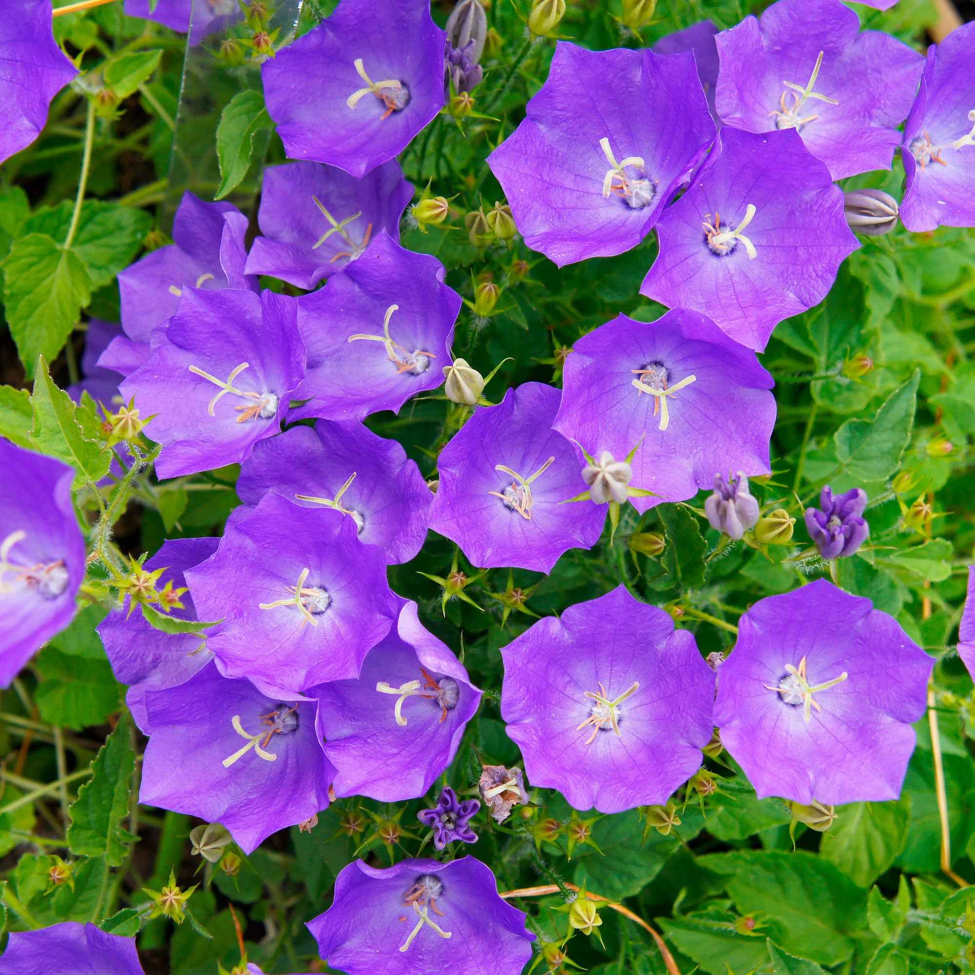 Campanule des Carpates - Image 2
