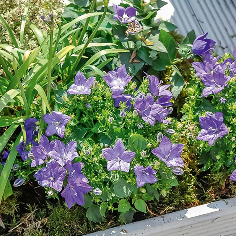 Campanule des Carpates - Image 3