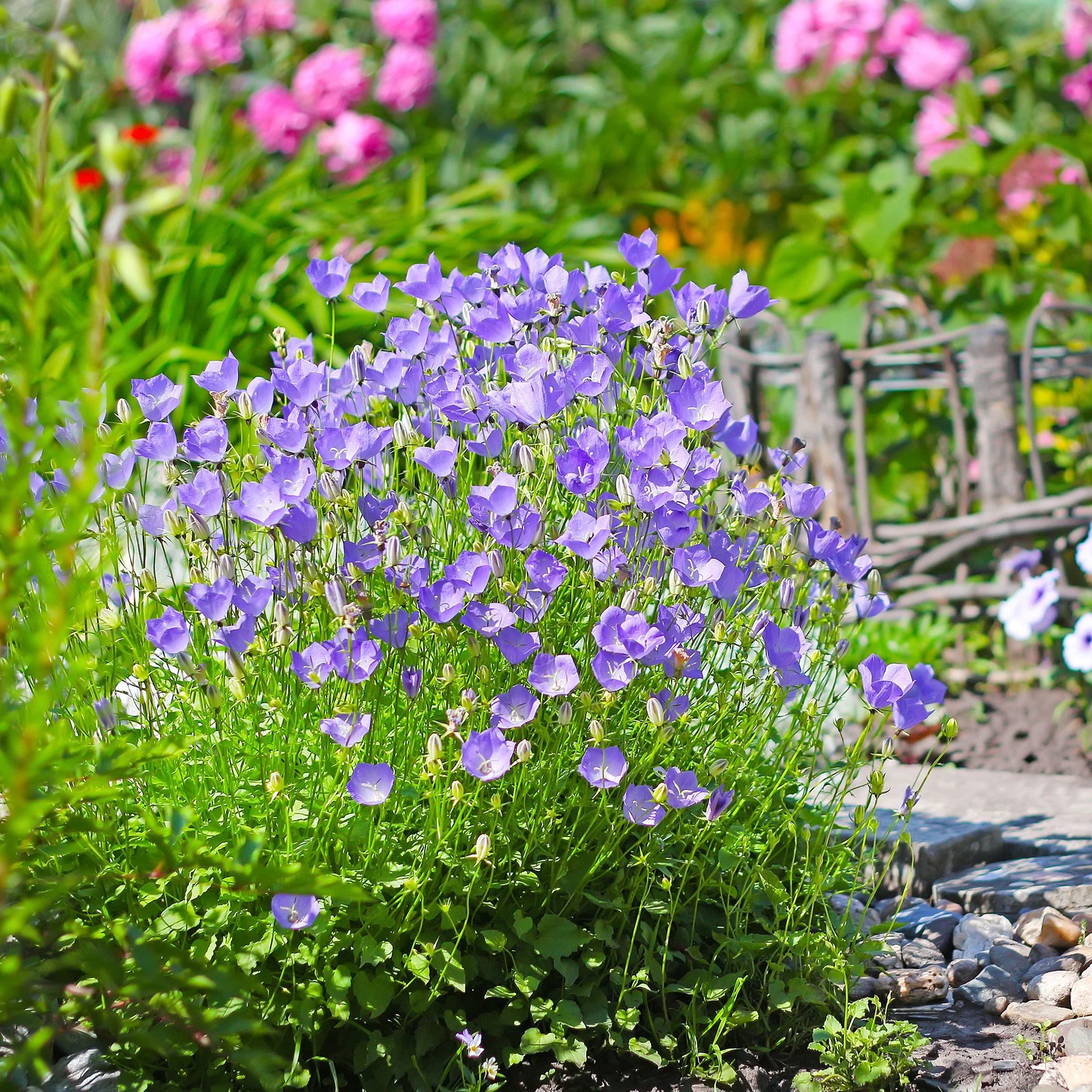Campanule des Carpates - Image 4