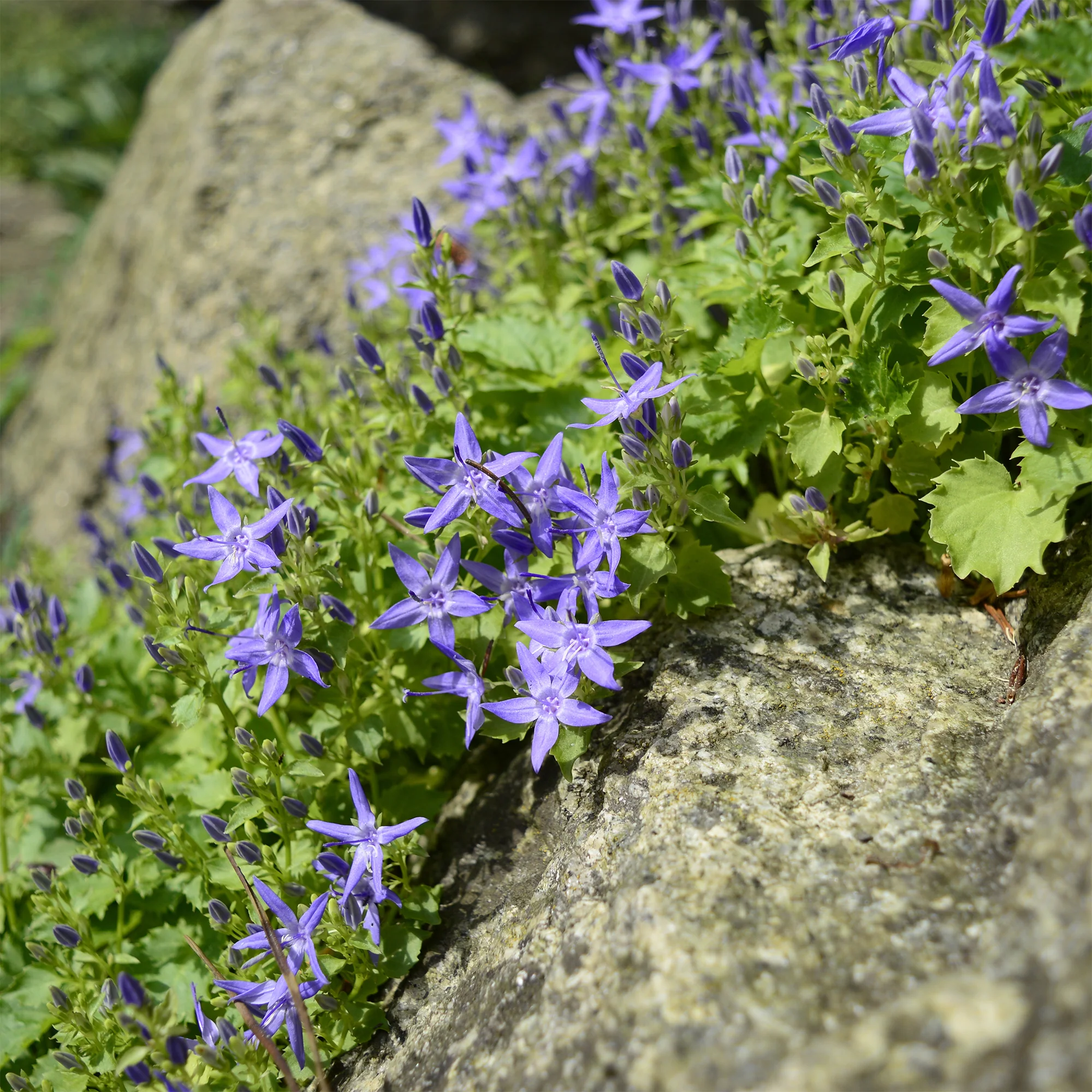 Campanule étoilée