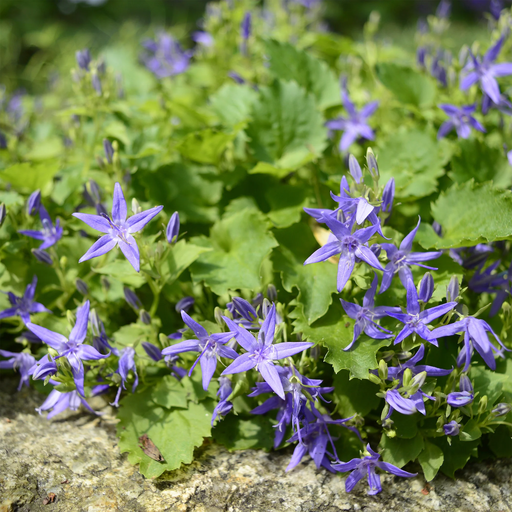 Campanule étoilée - Image 2