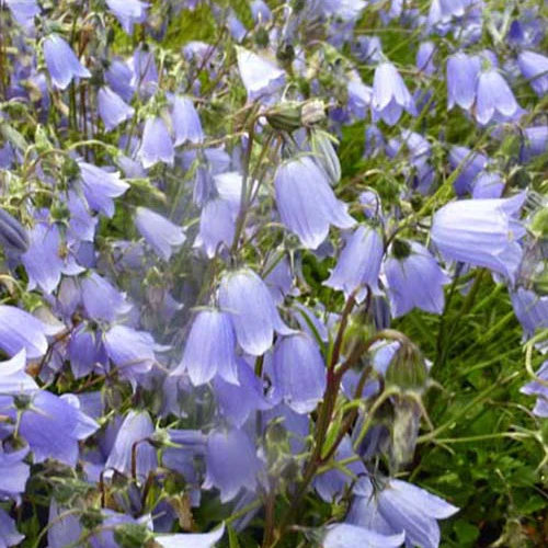 Campanule fluette