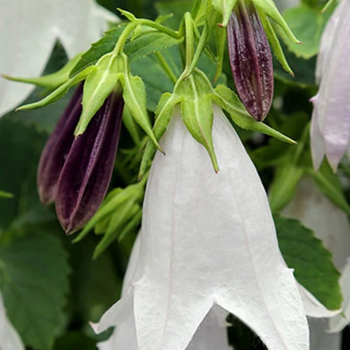 Campanule hybride Iridescent Bells