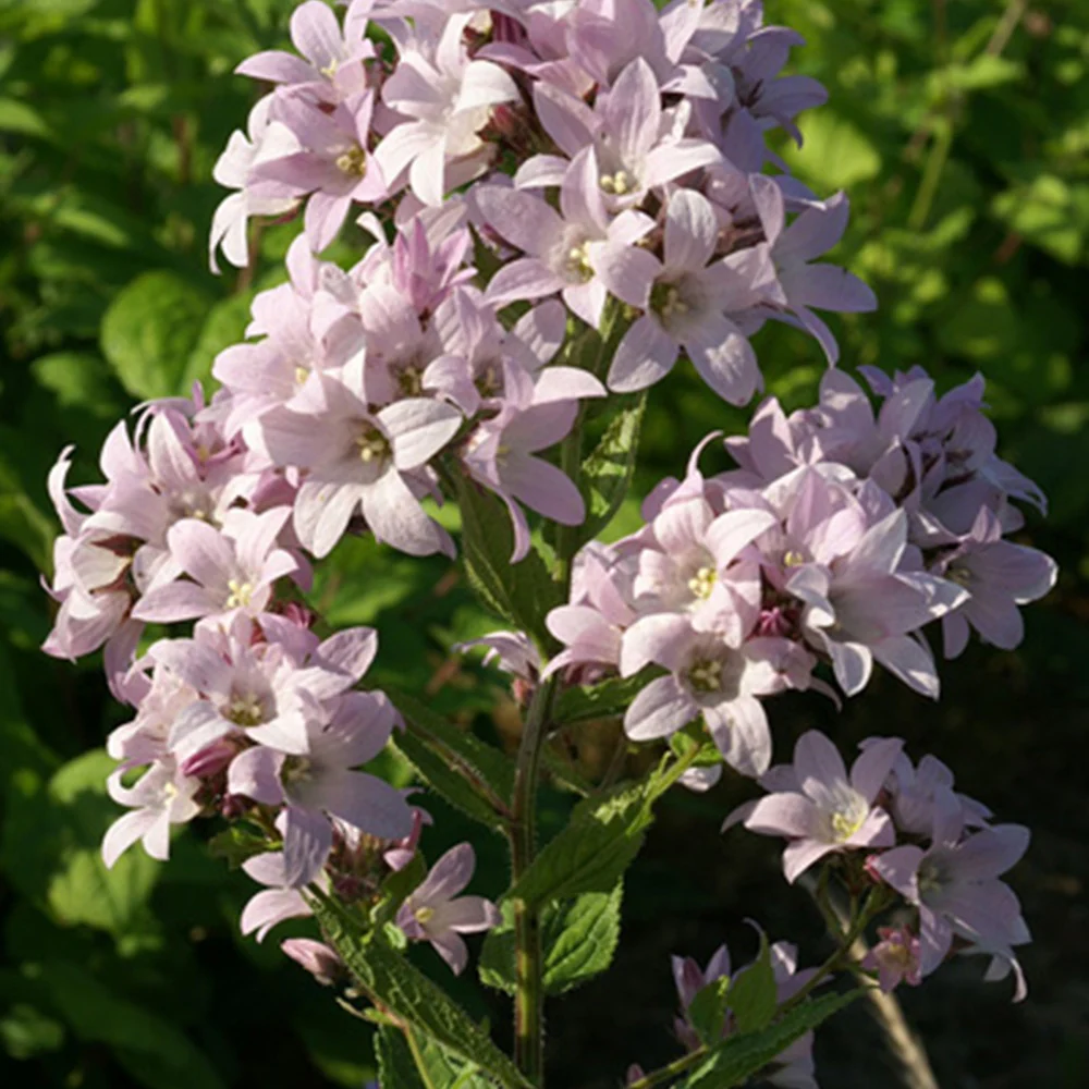 Campanule laiteuse Loddon Anna