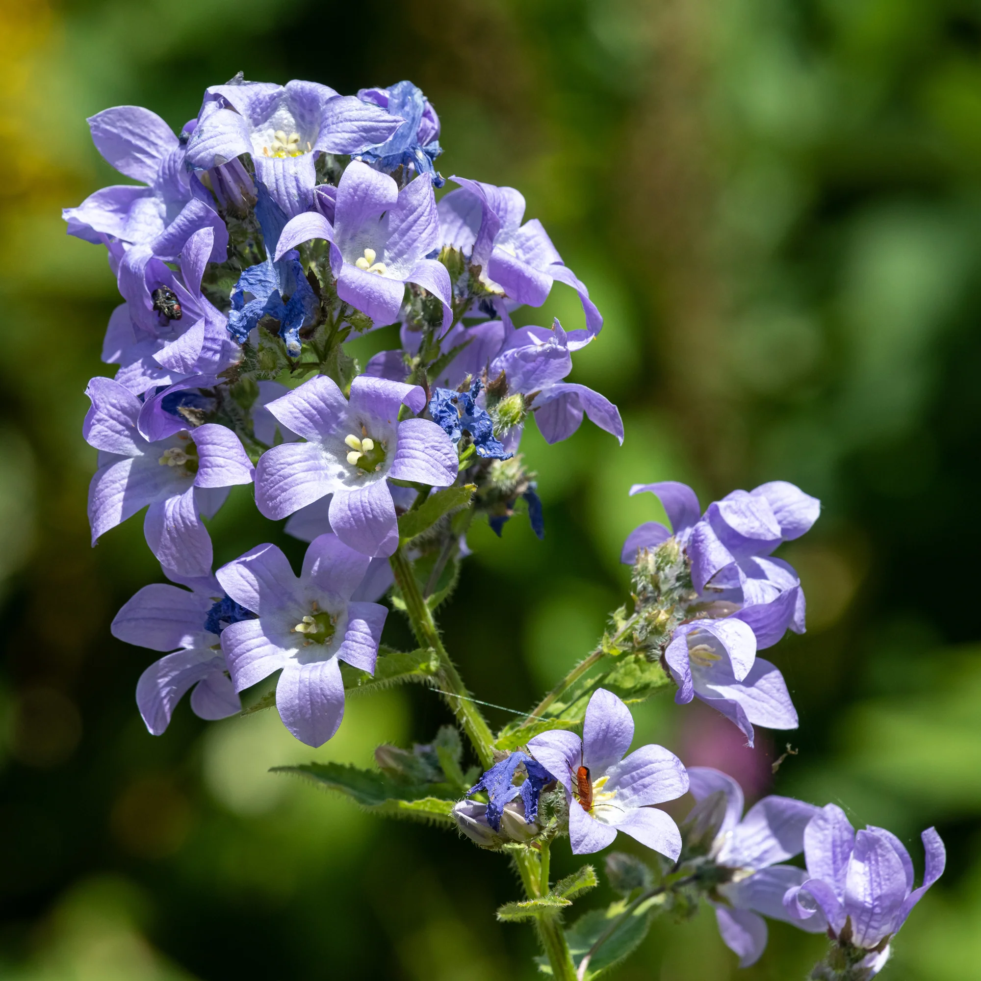 Campanule laiteuse Prichards Variety - Image 2