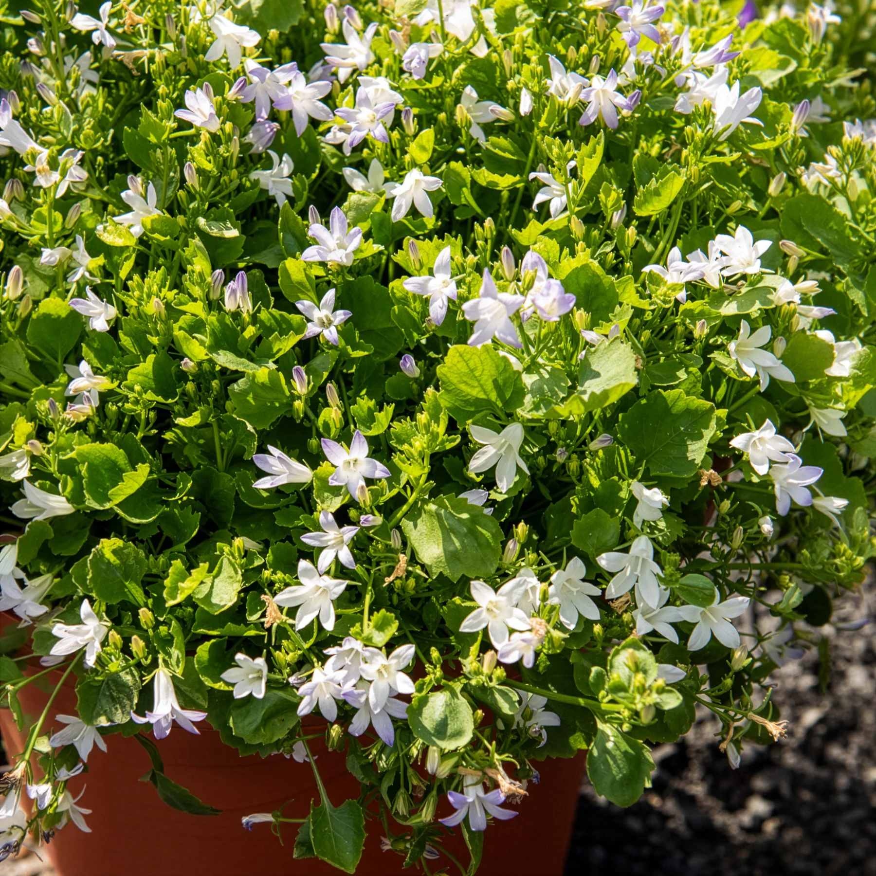Campanule portens blanc