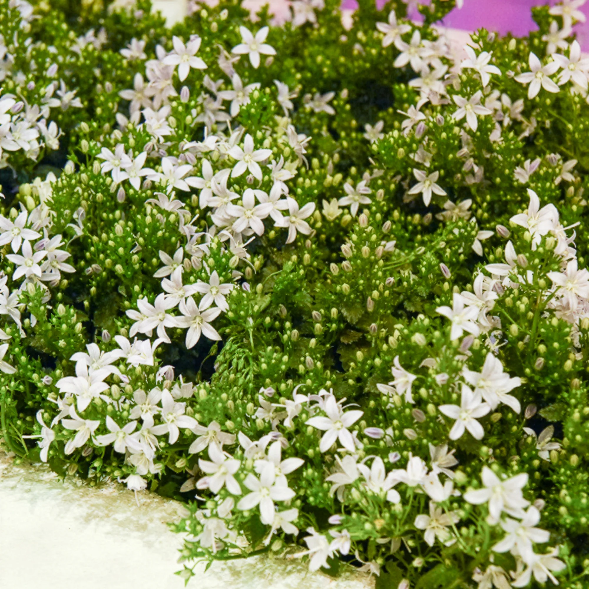 Campanule portens blanc - Image 2