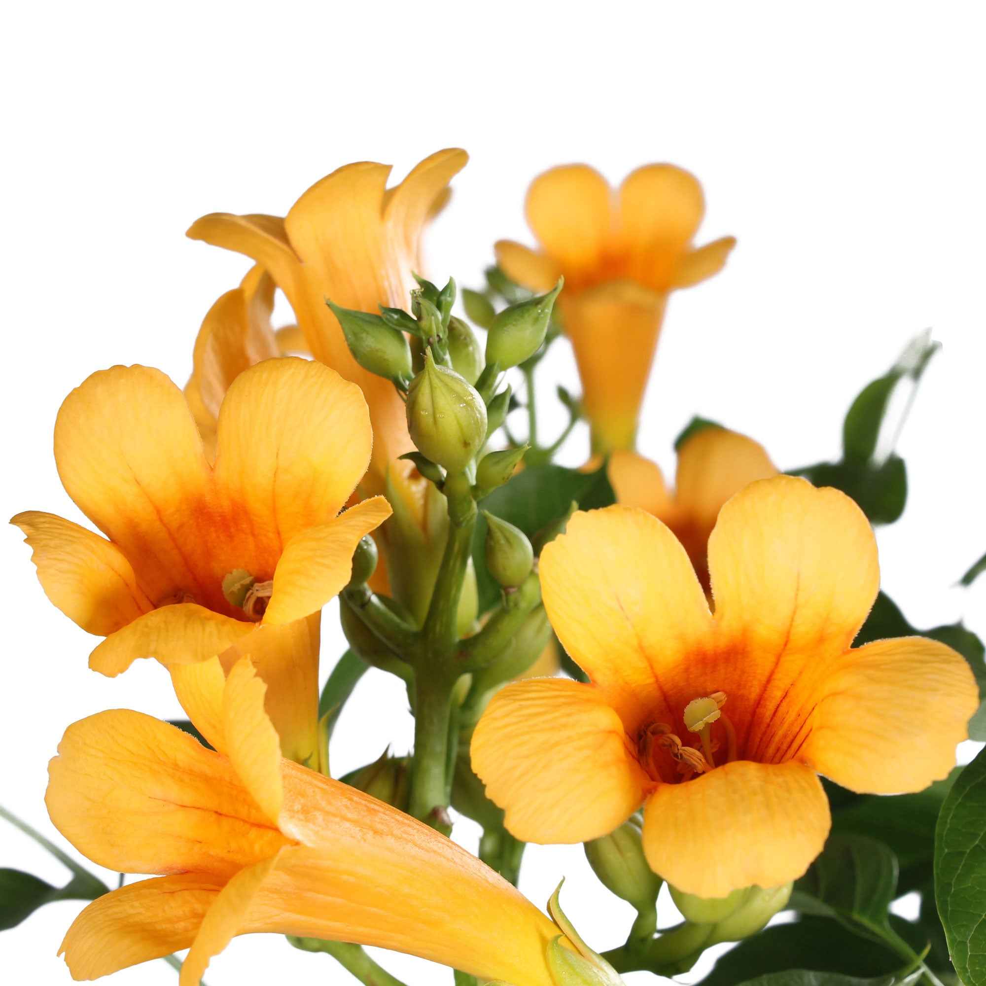 Campsis radicans 'Yellow Trumpet' - Image 2