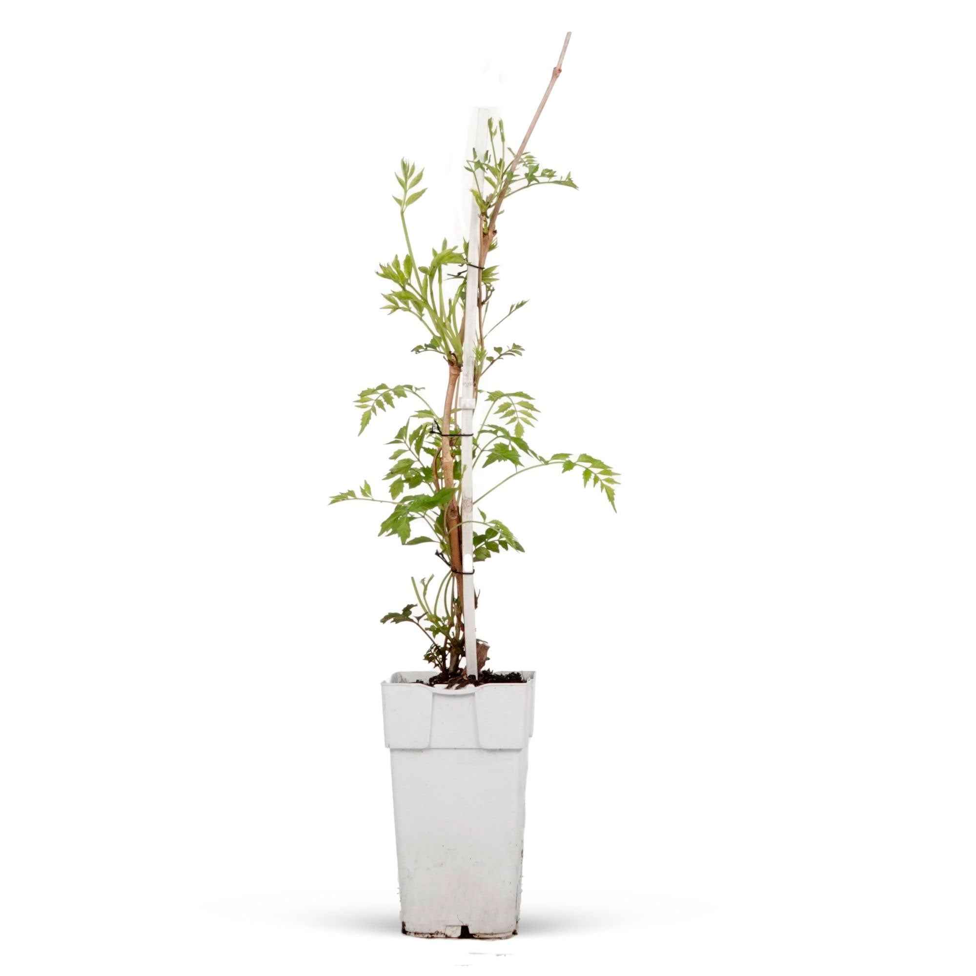 Campsis radicans 'Yellow Trumpet' - Image 3