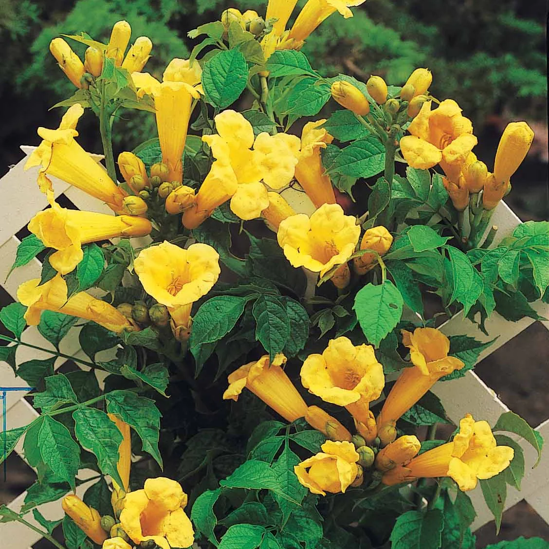 Campsis radicans 'Yellow Trumpet' - Image 4