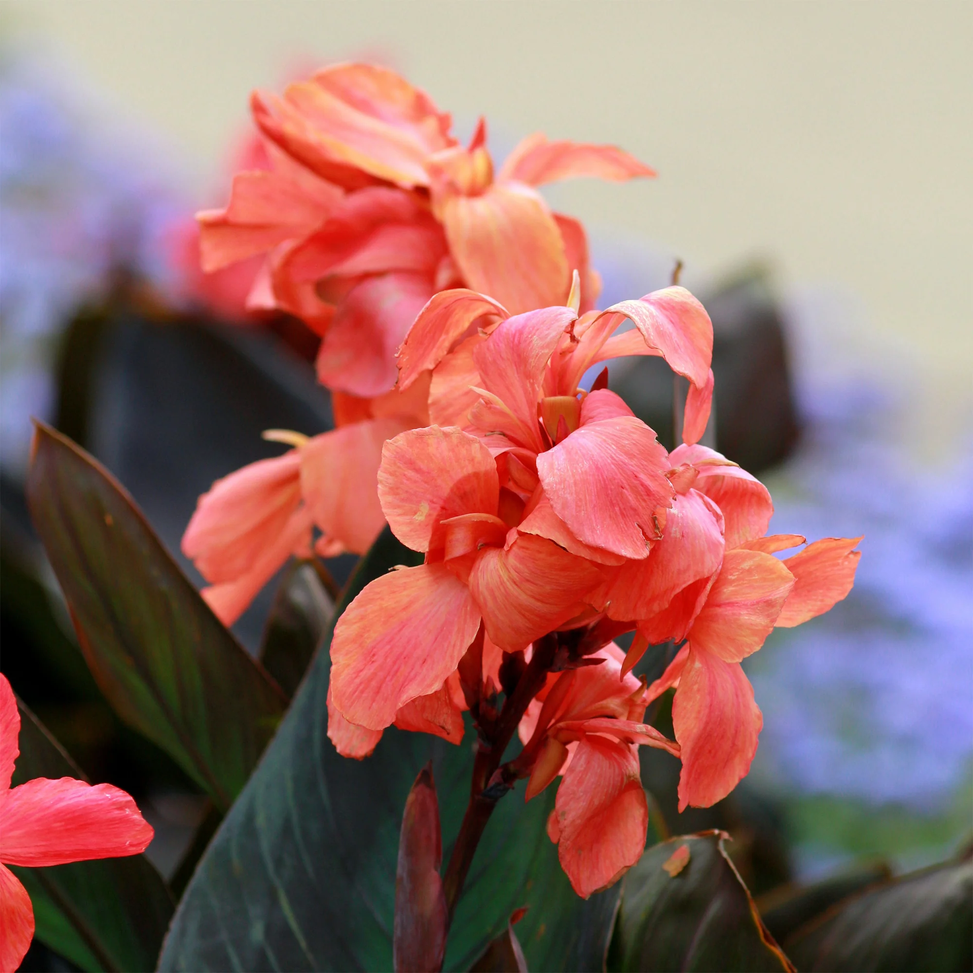 Canna Angélique