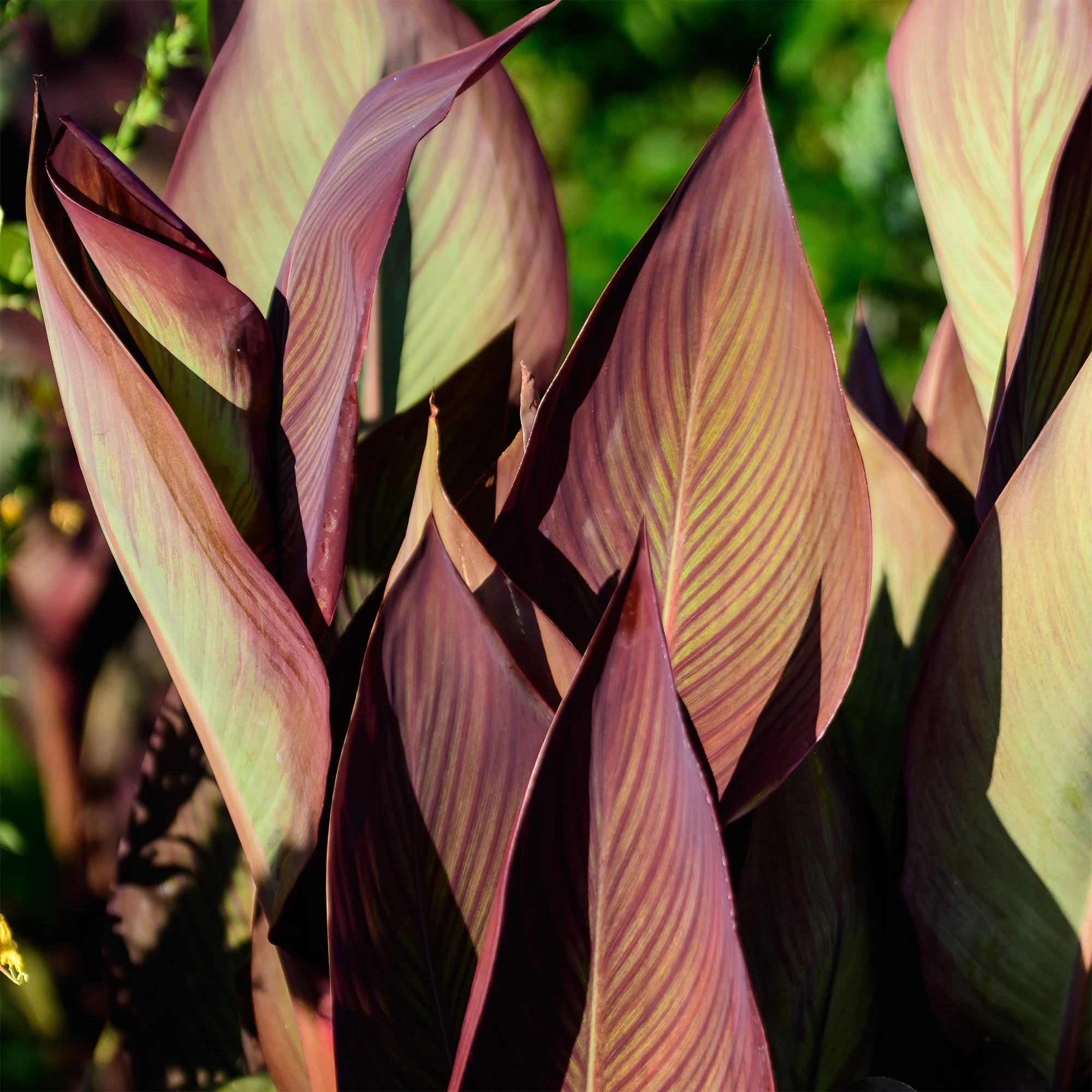 Canna Angélique - Image 2