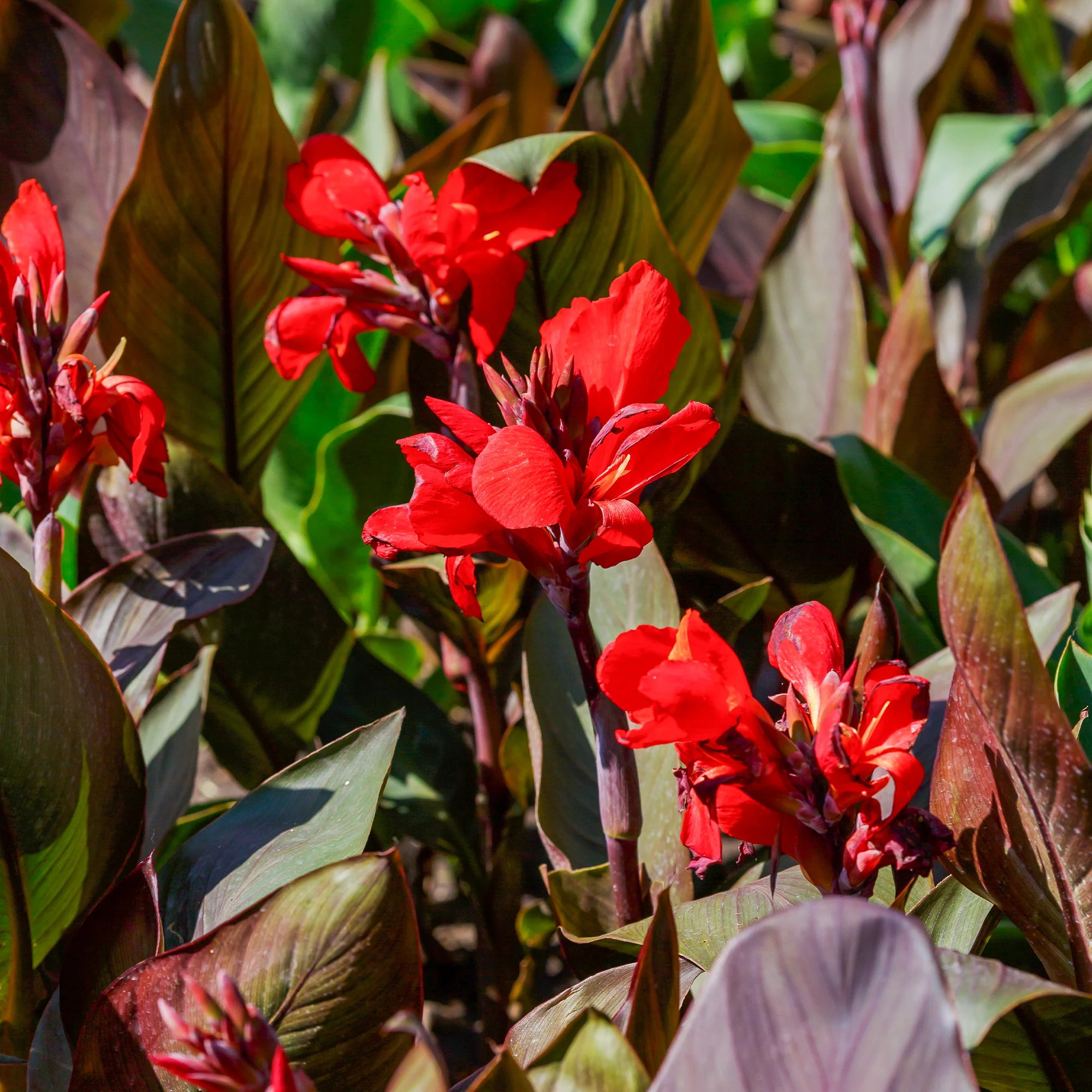 2 Canna Red Futurity
