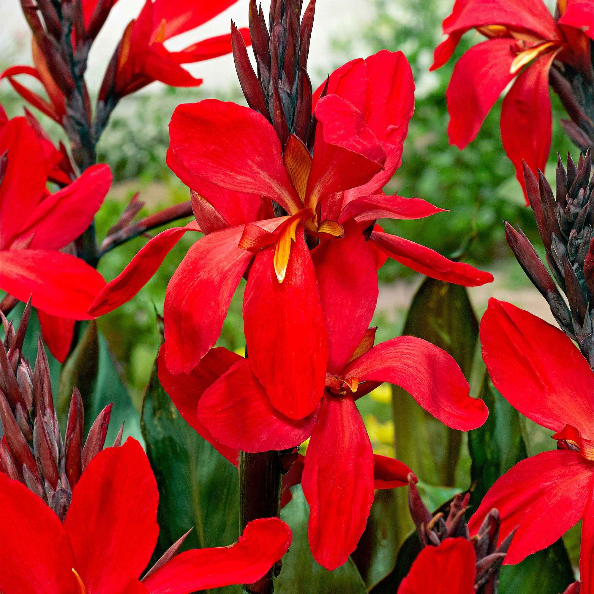 2 Canna Red Futurity - Image 2