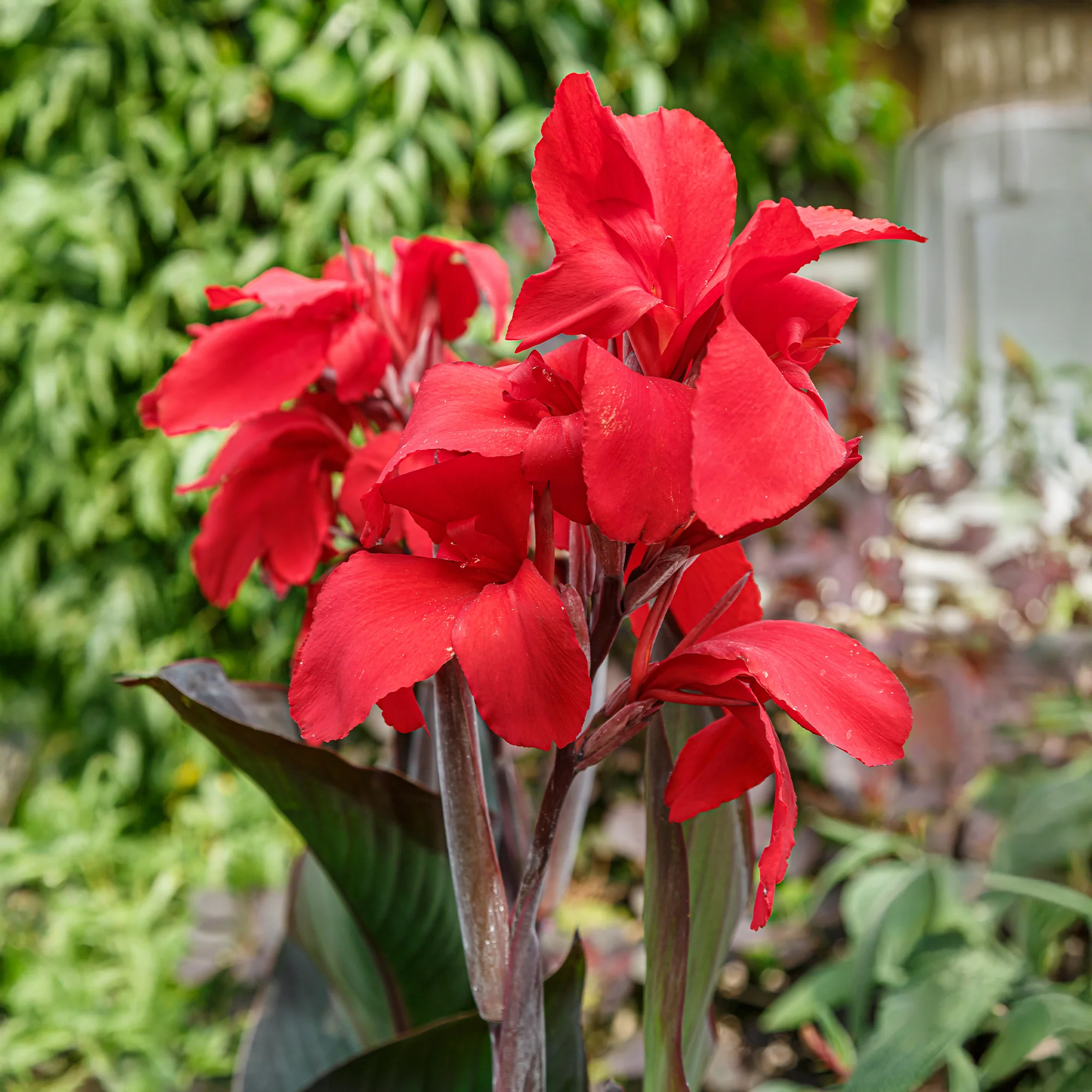 2 Canna Red Futurity - Image 3