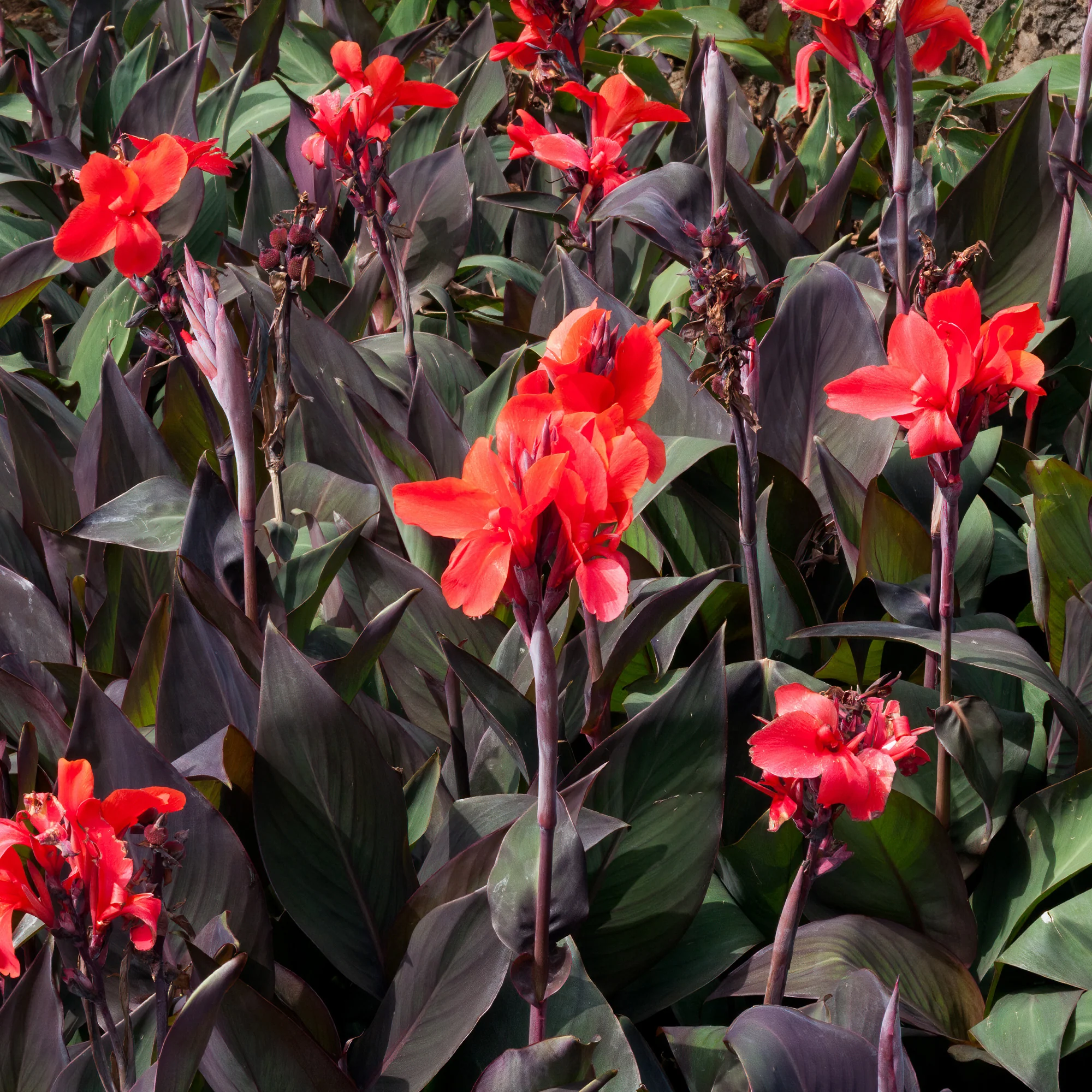 2 Canna Red Futurity - Image 4