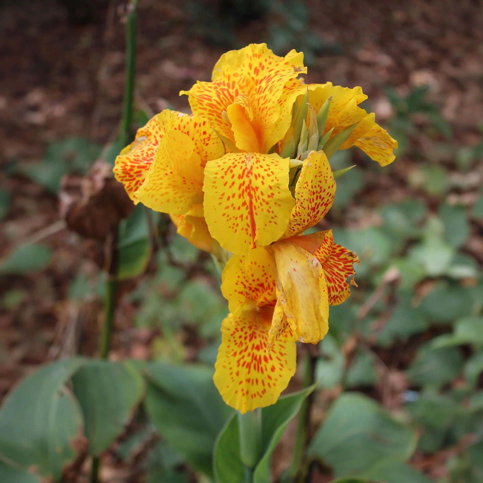 2 Canna Tropical Yellow