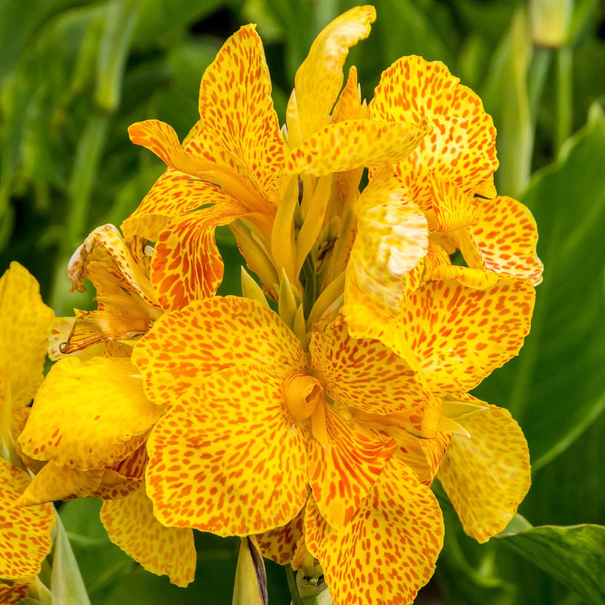 2 Canna Tropical Yellow - Image 2