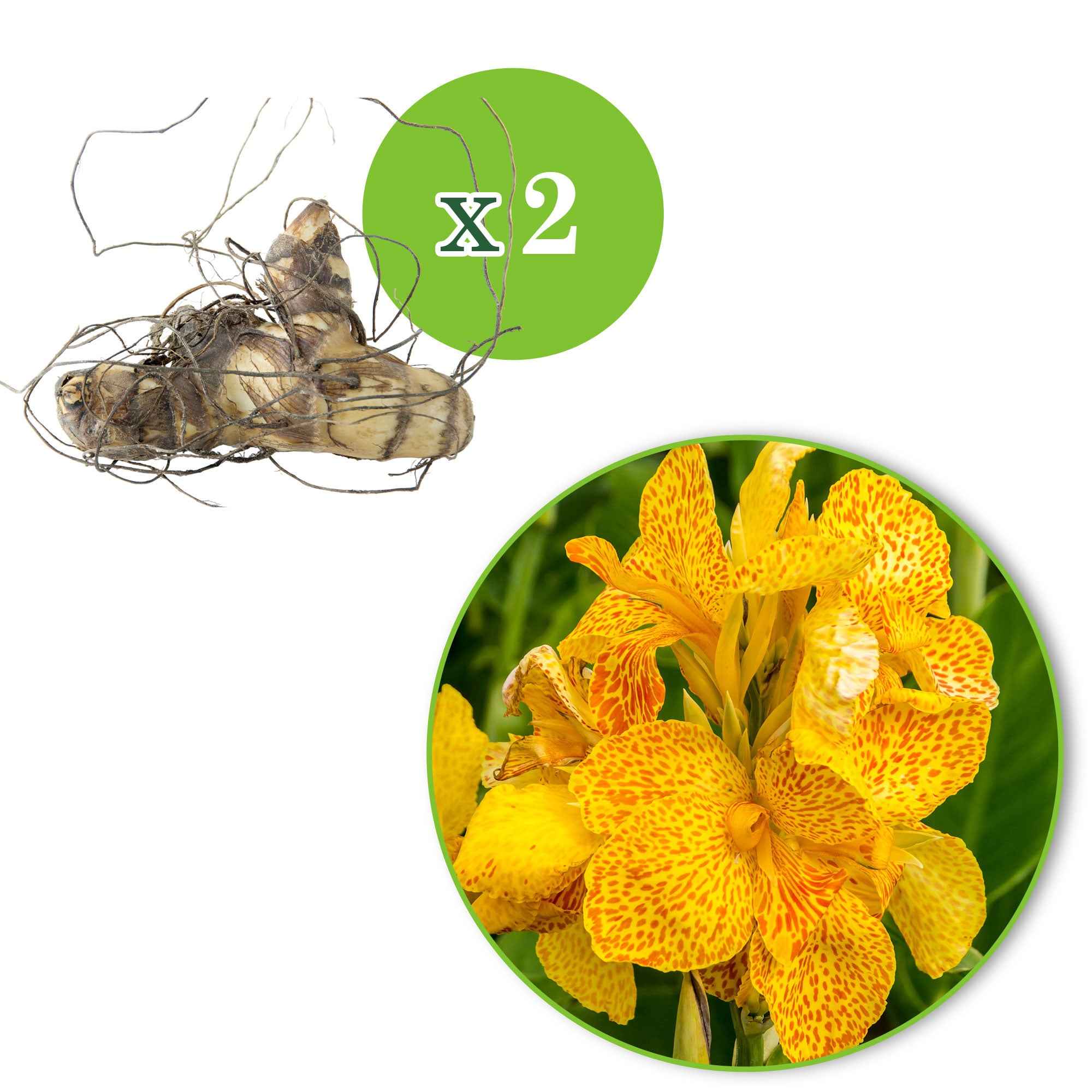 2 Canna Tropical Yellow - Image 3