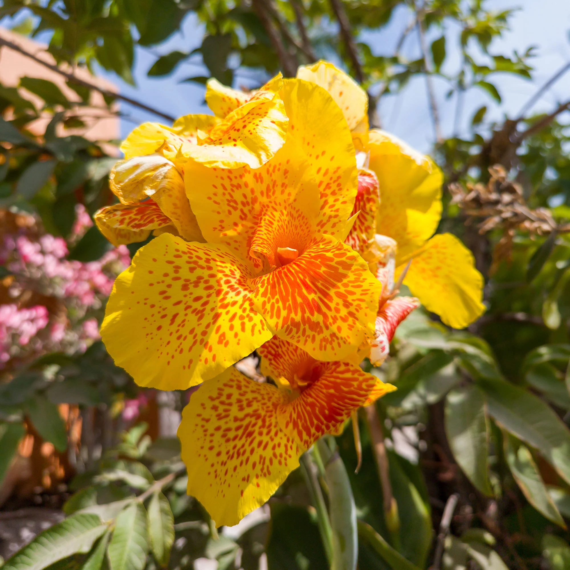 2 Canna Tropical Yellow - Image 4