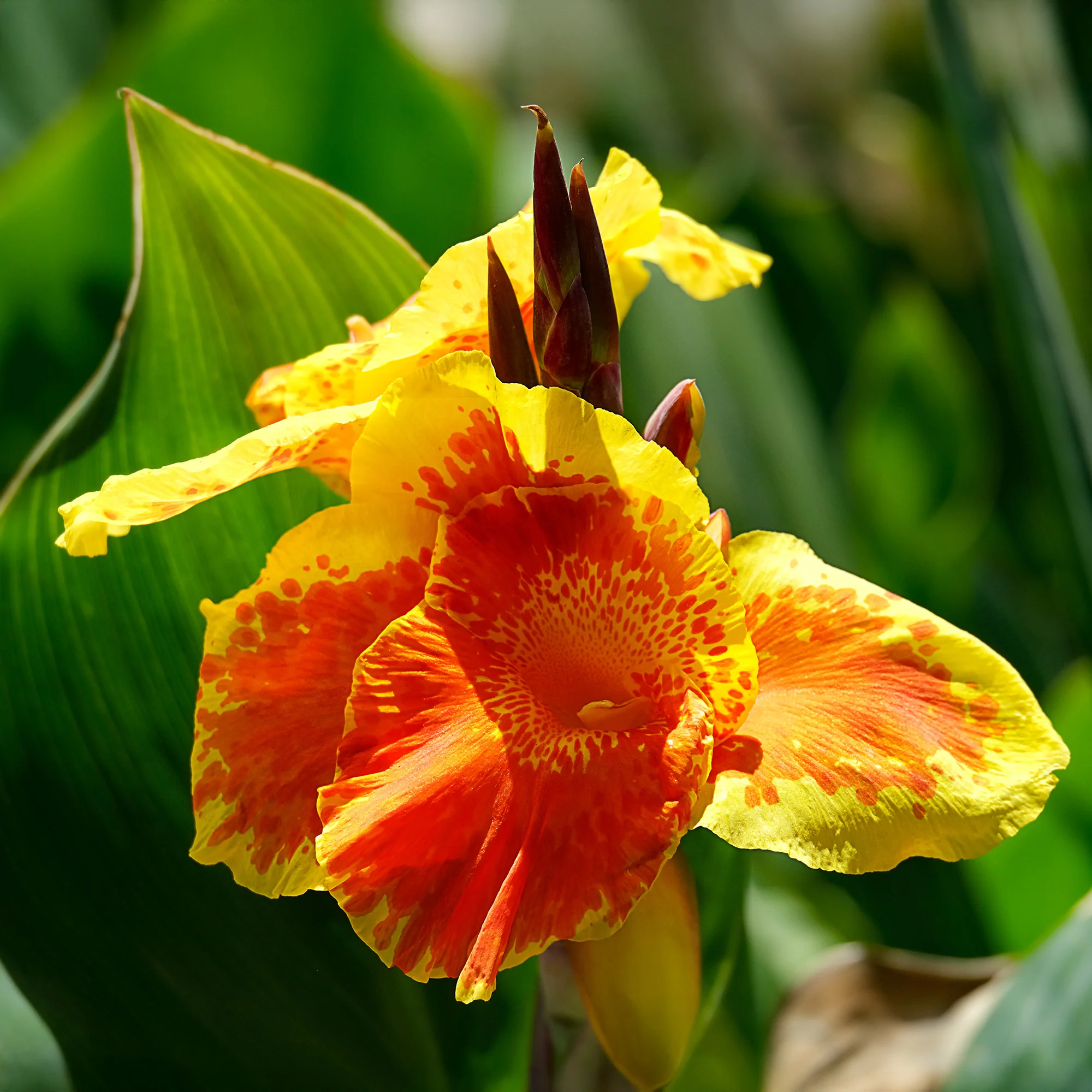 Canna Tropicanna Gold