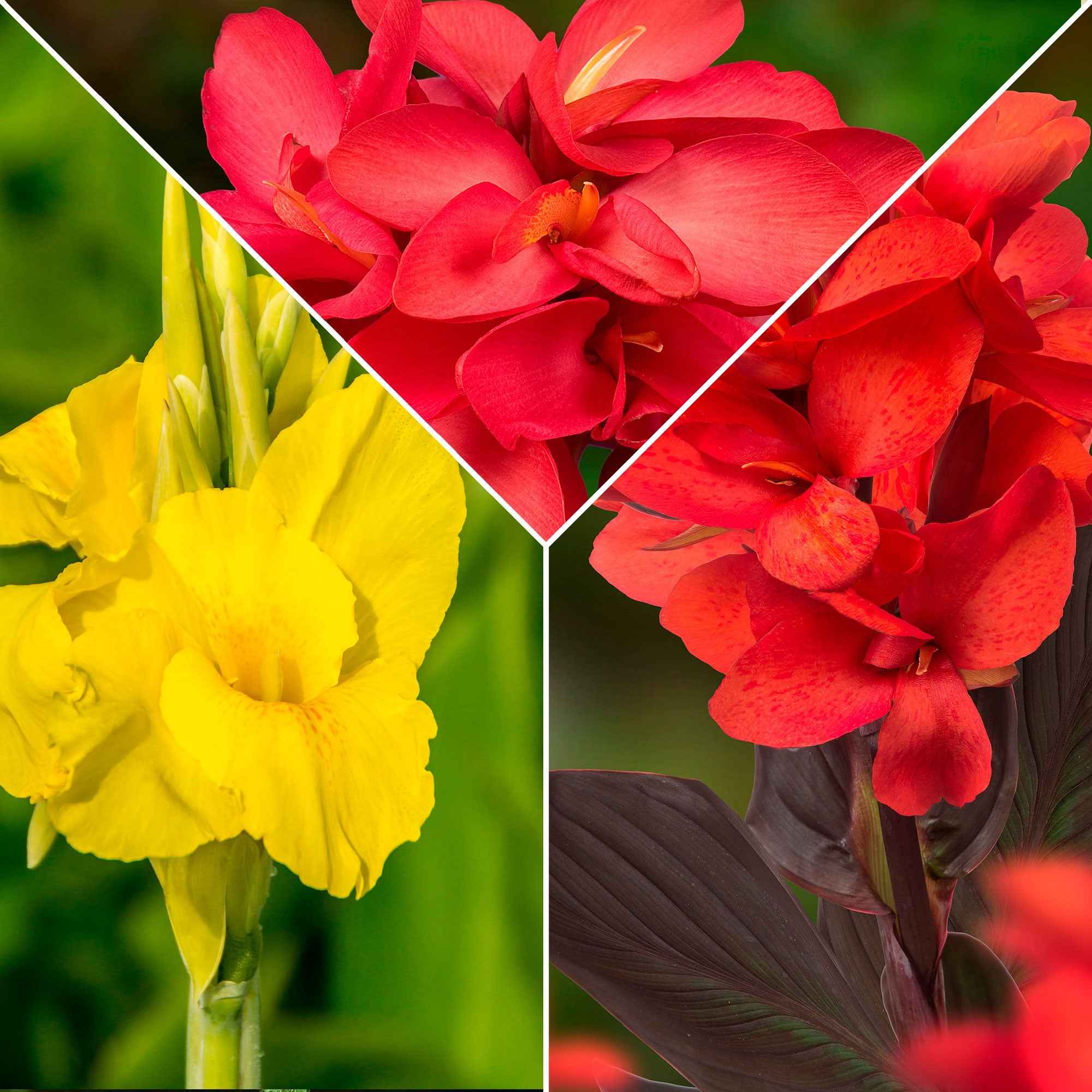 5 Cannas en mélange
