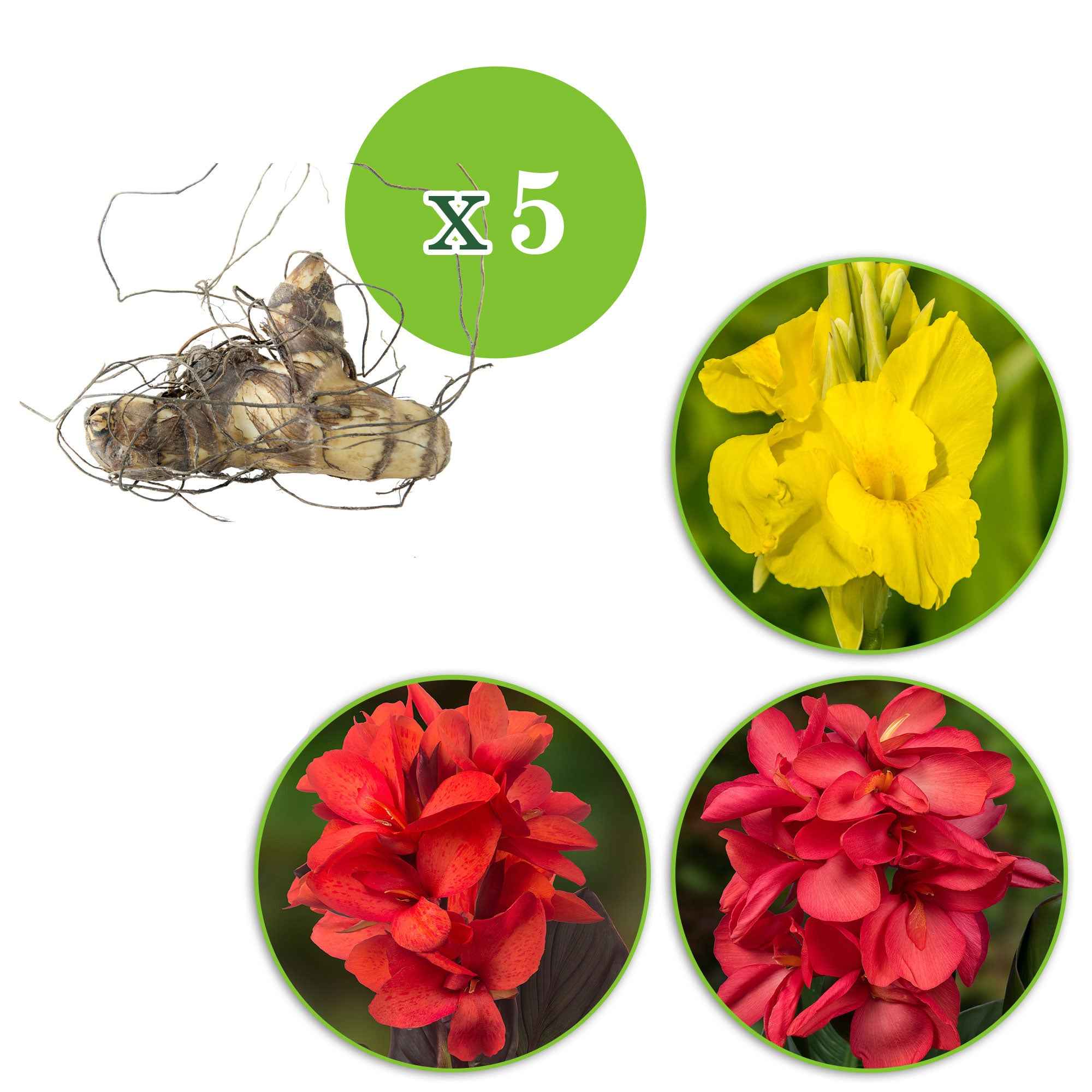 5 Cannas en mélange - Image 2