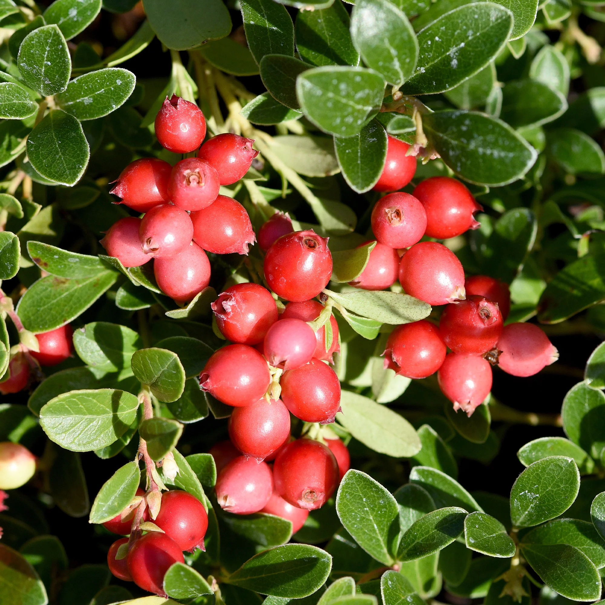 Canneberge - Cranberry - Image 4