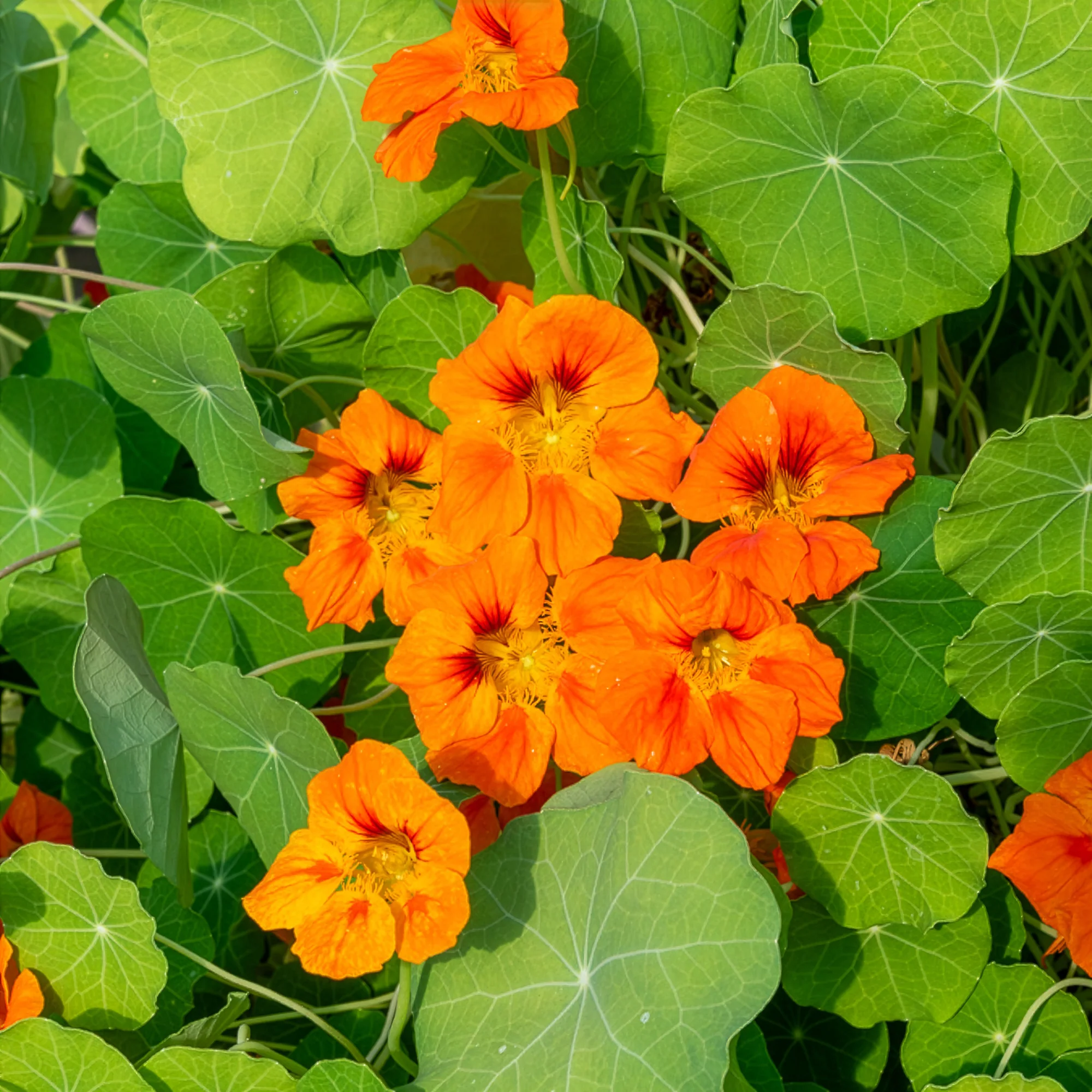 Capucine orange - Image 2