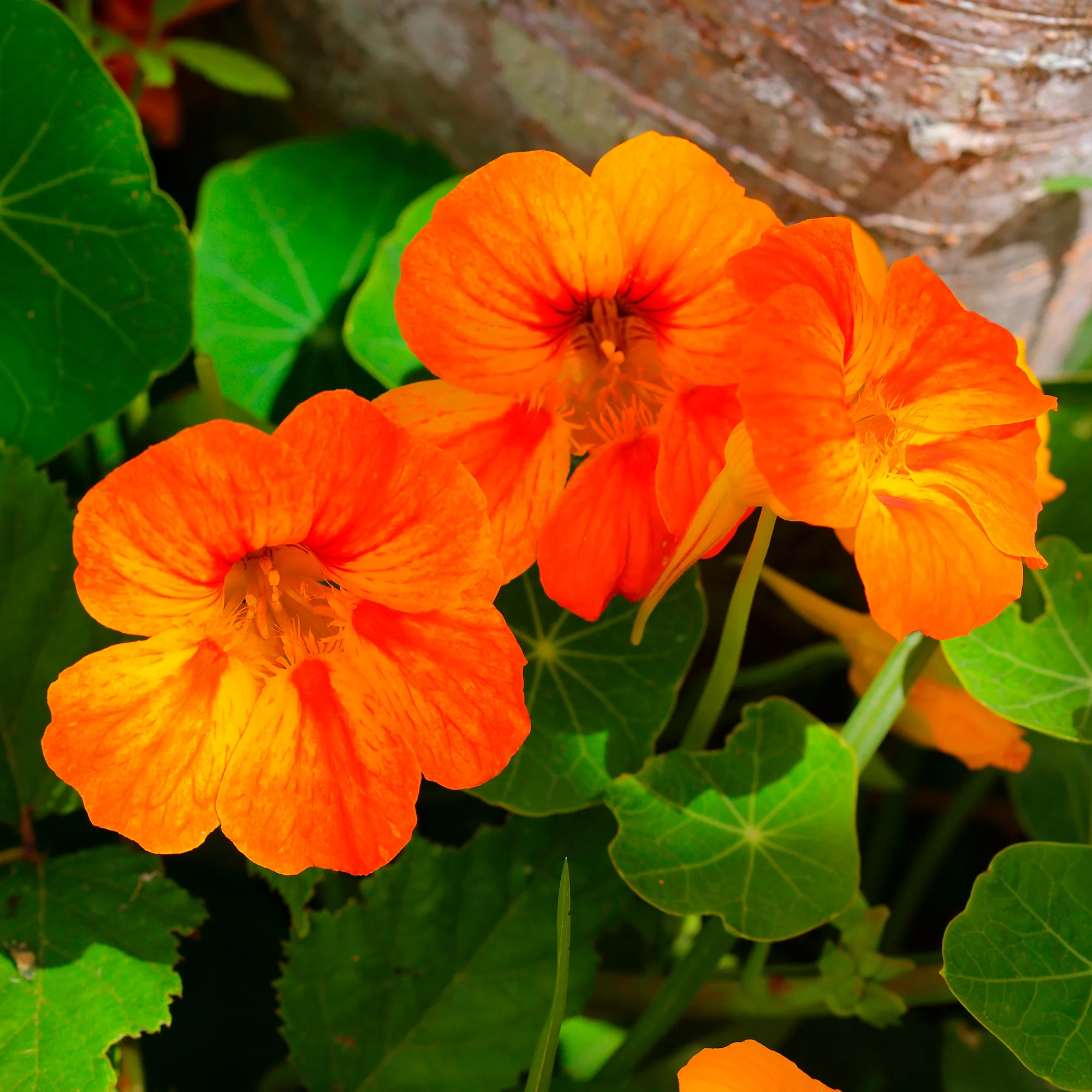 Capucine orange - Image 4