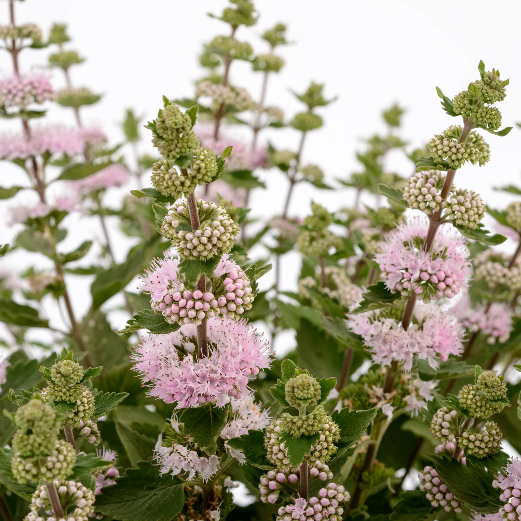 Caryopteris Camara® Pink - Image 3