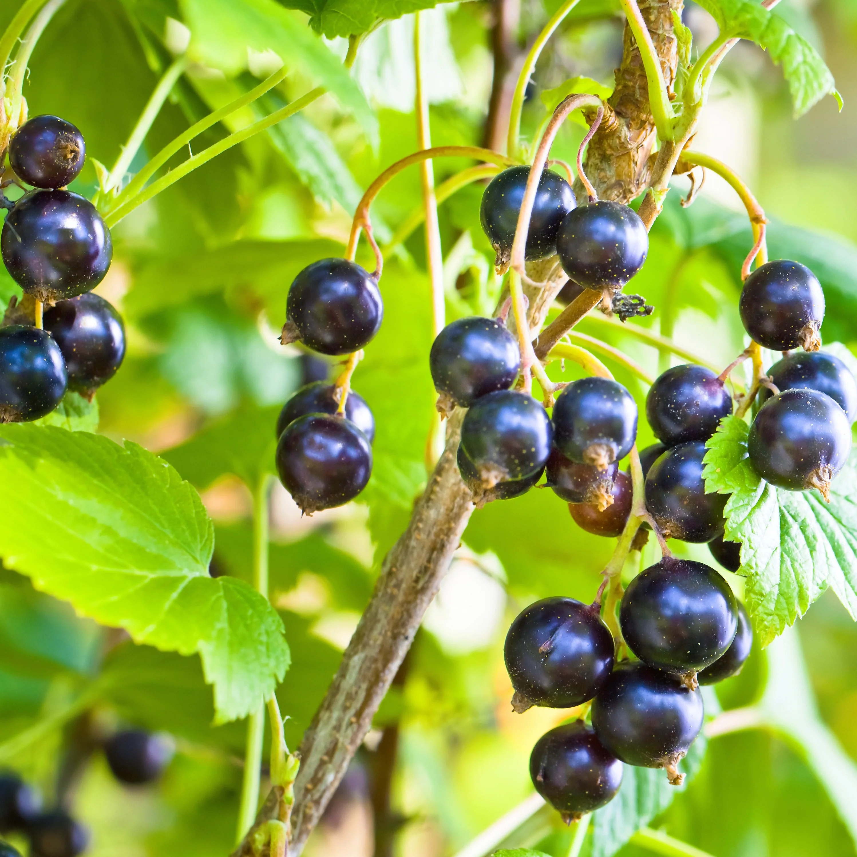 Cassissier à gros fruits Andega - Image 3