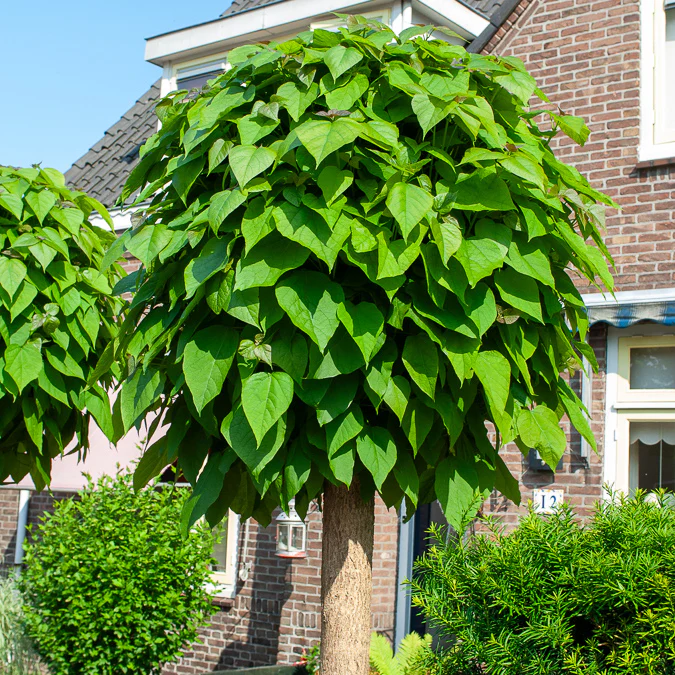 Catalpa Boule - Image 2