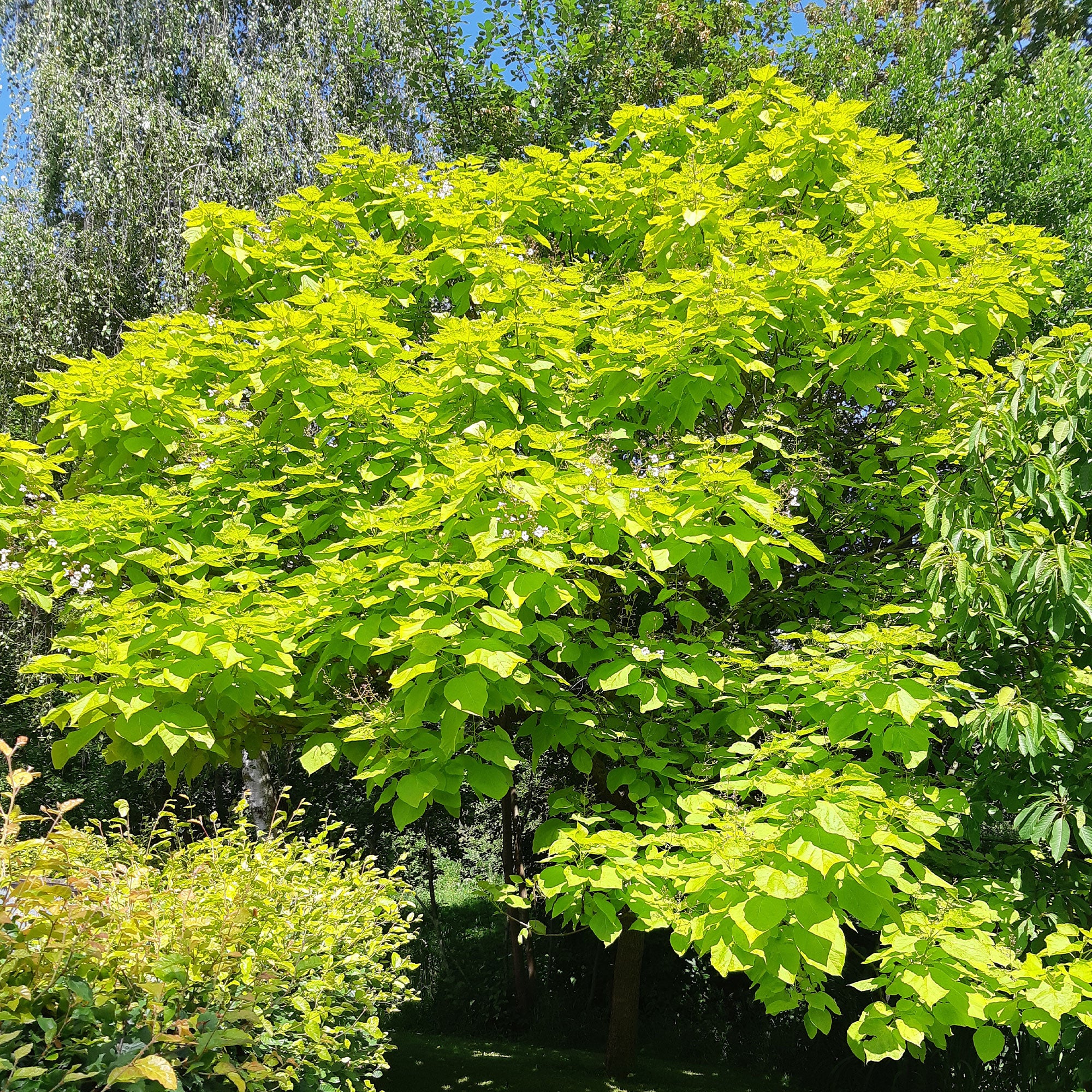 Catalpa commun Aurea