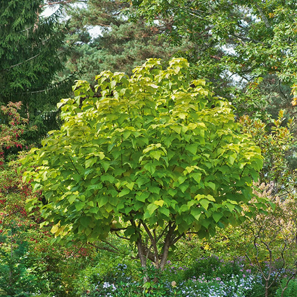Catalpa commun Aurea - Image 2