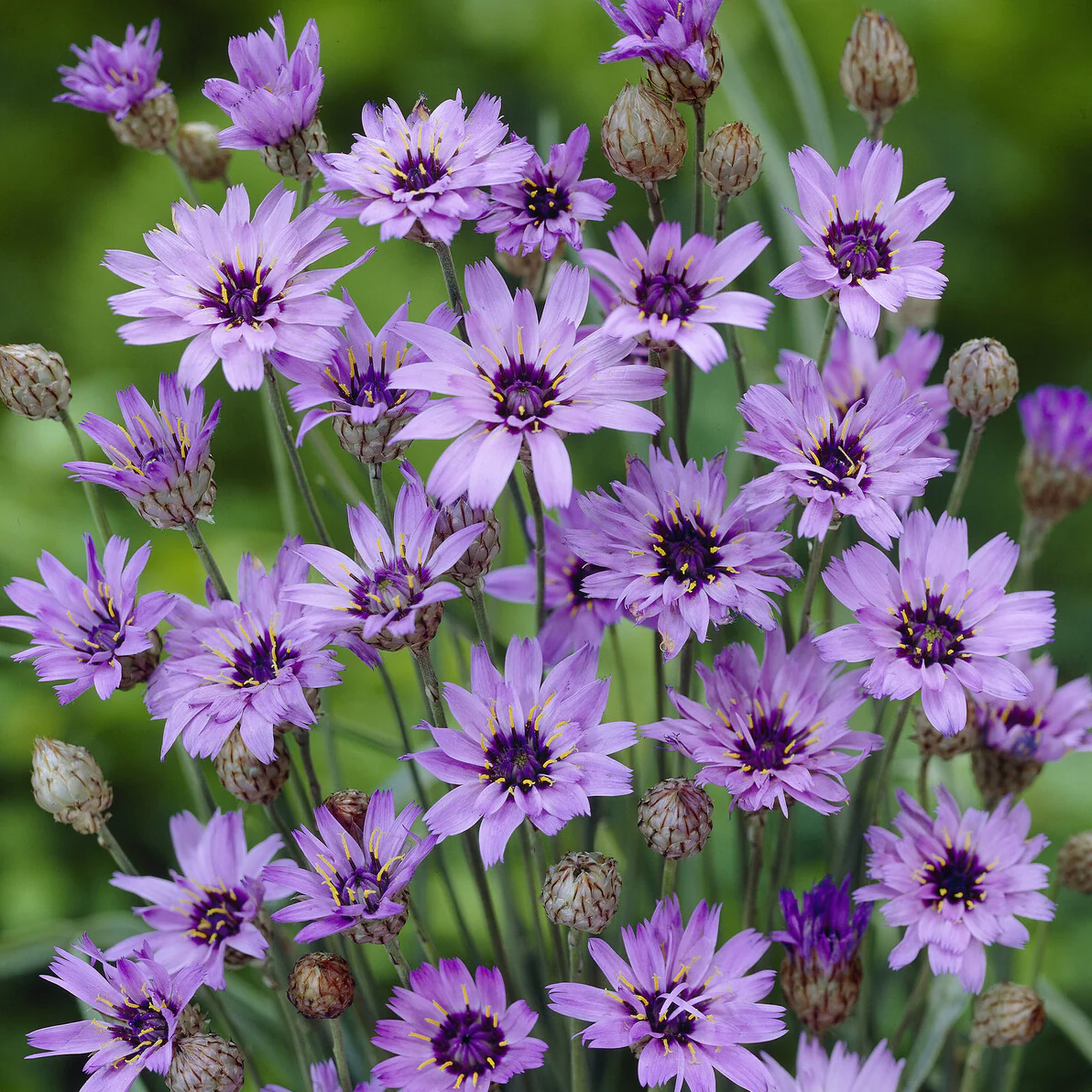Catananche bleue - Cupidone - Image 2