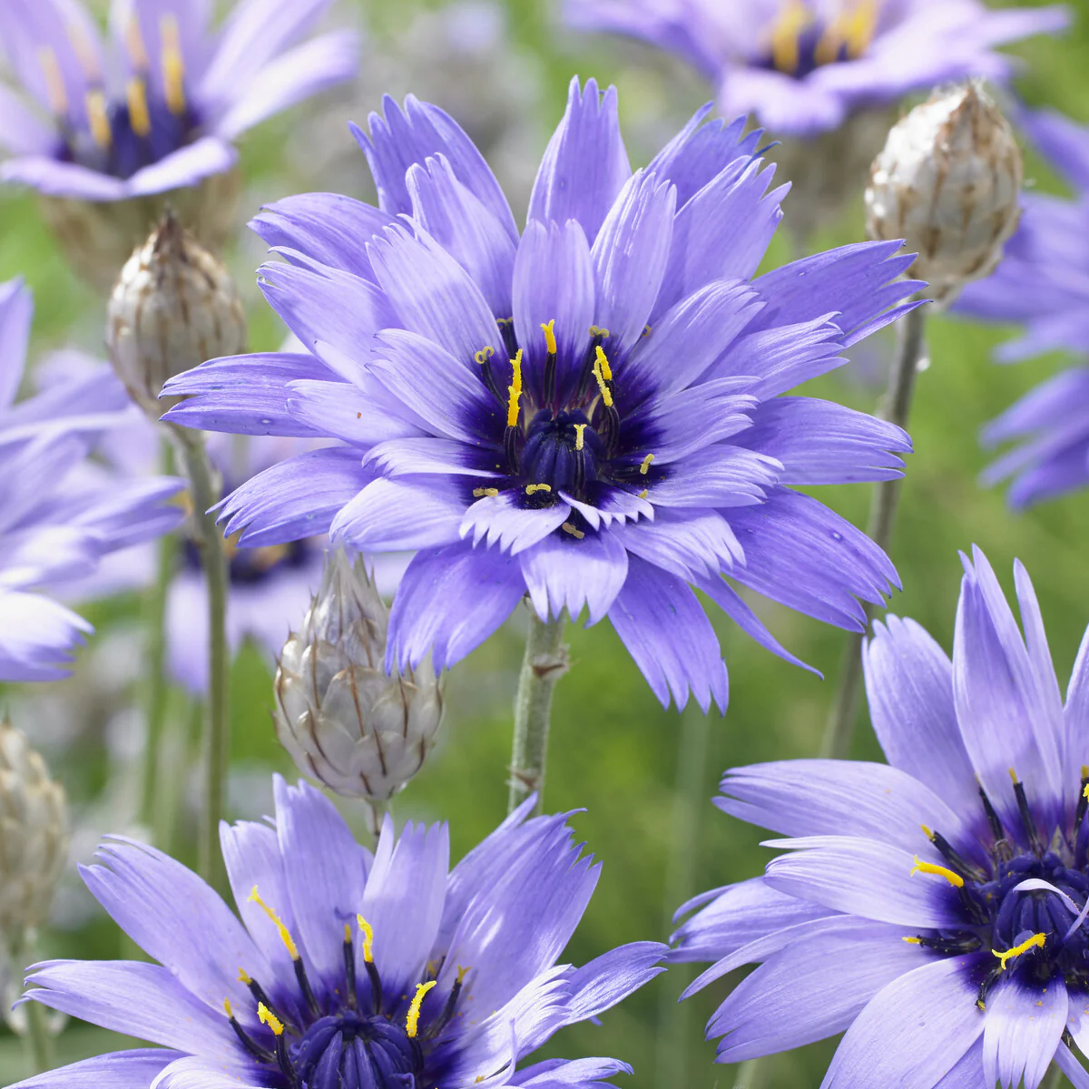 Catananche bleue - Cupidone - Image 4