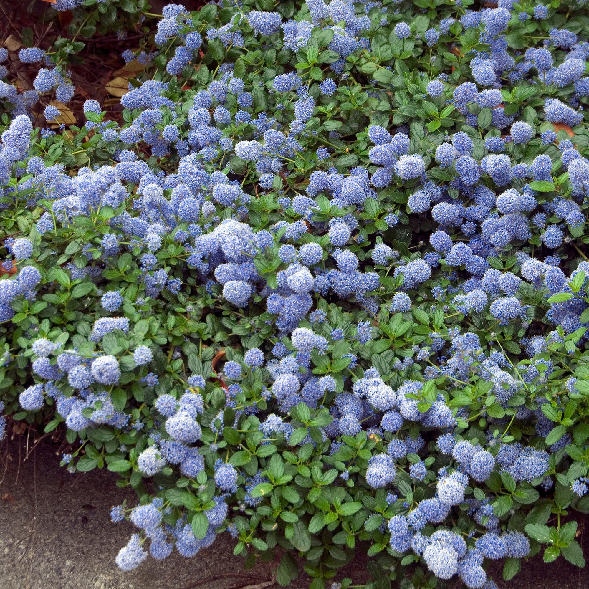 Céanothe repens - Image 3