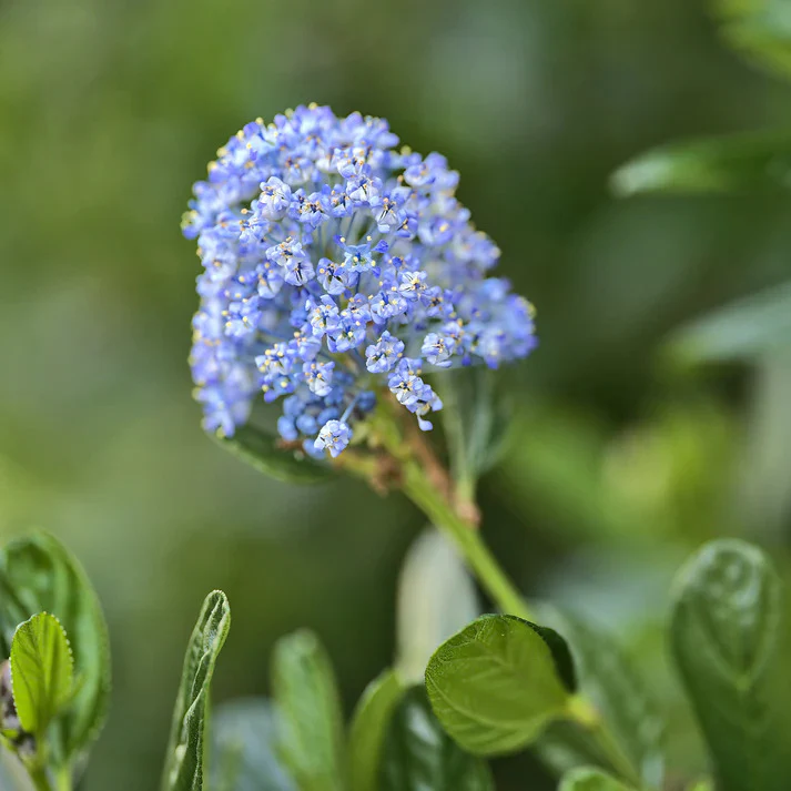 Céanothe Victoria ou Lilas de Californie - Image 2