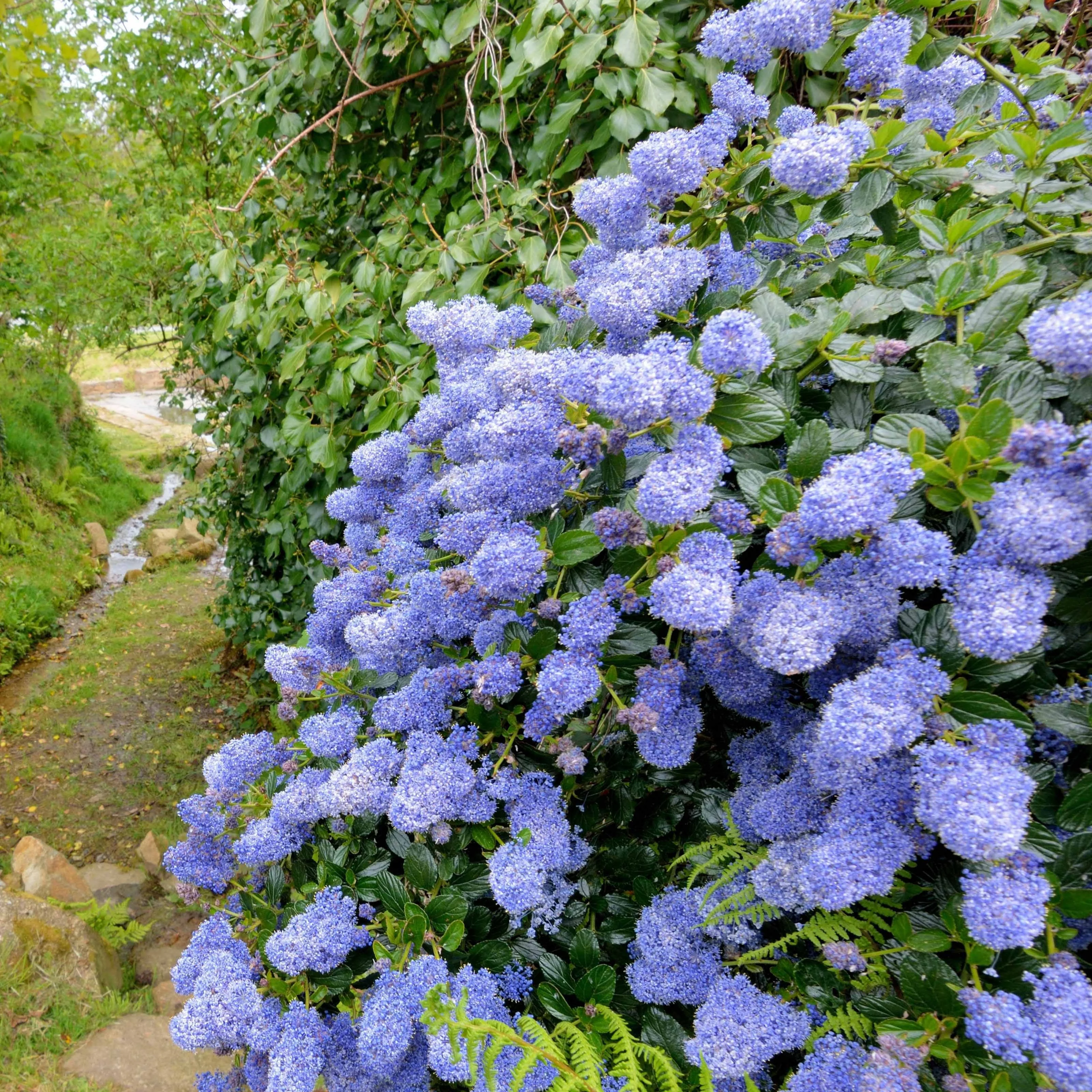 Céanothe Victoria ou Lilas de Californie - Image 3