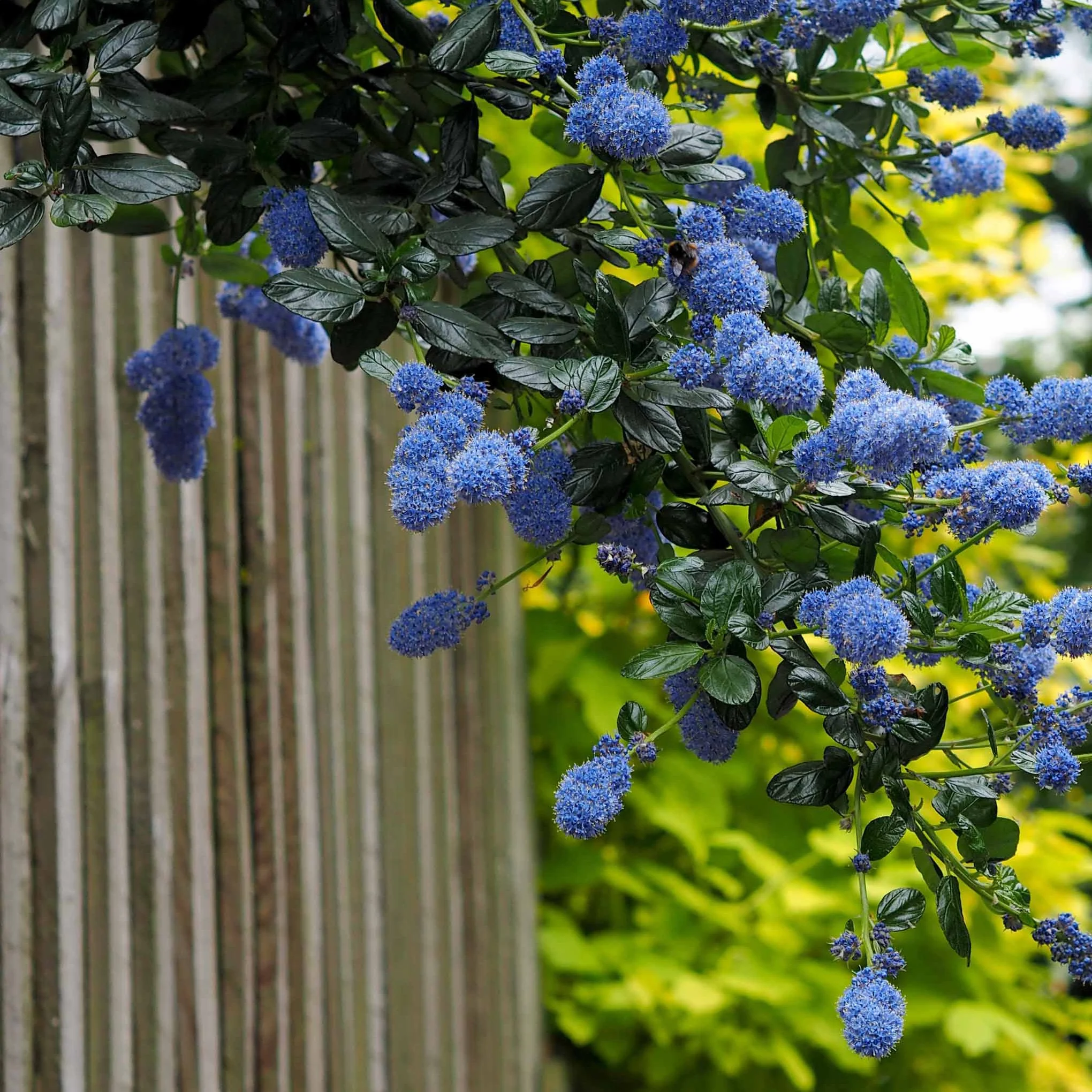 Céanothe Victoria ou Lilas de Californie - Image 4