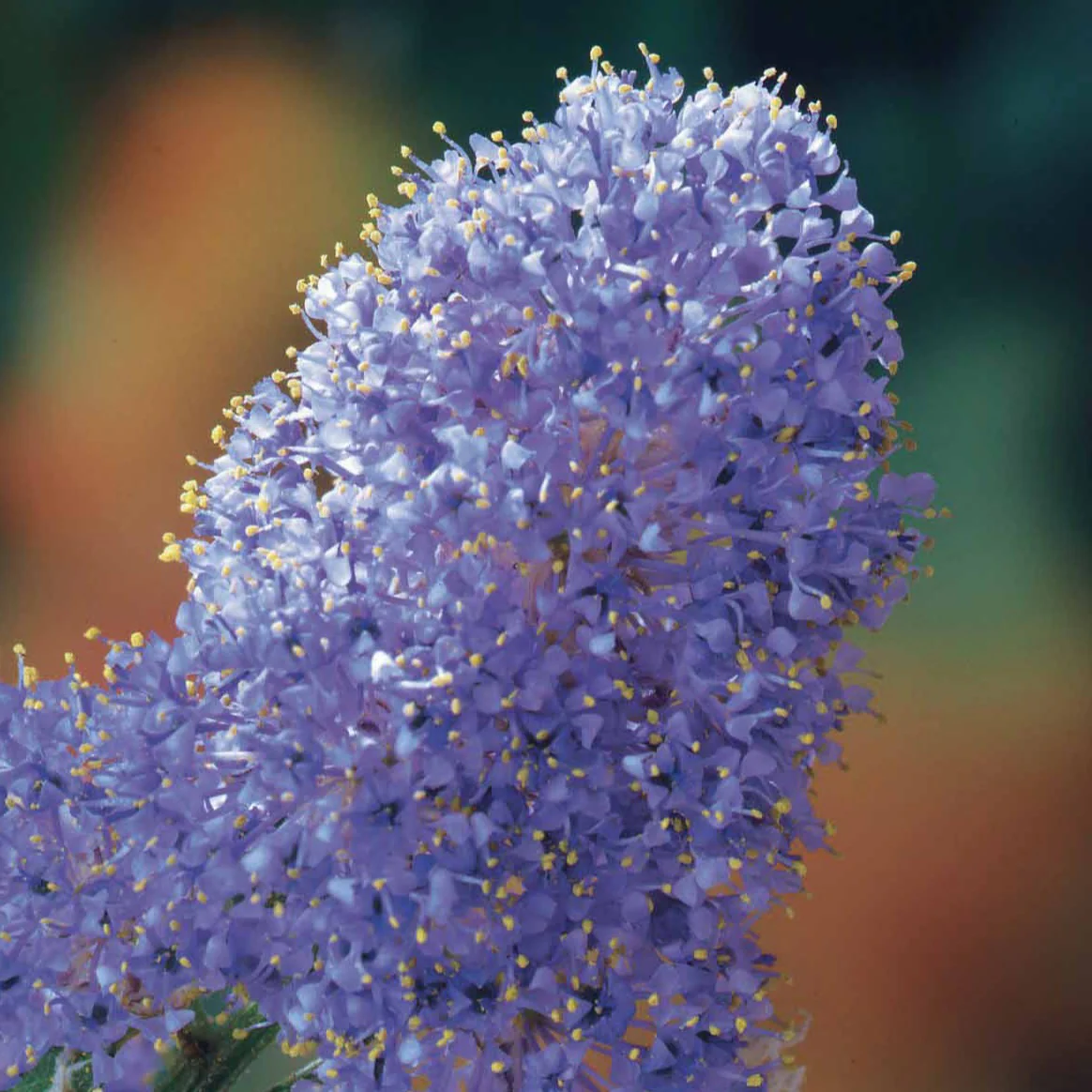Céanothe Victoria ou Lilas de Californie - Image 5