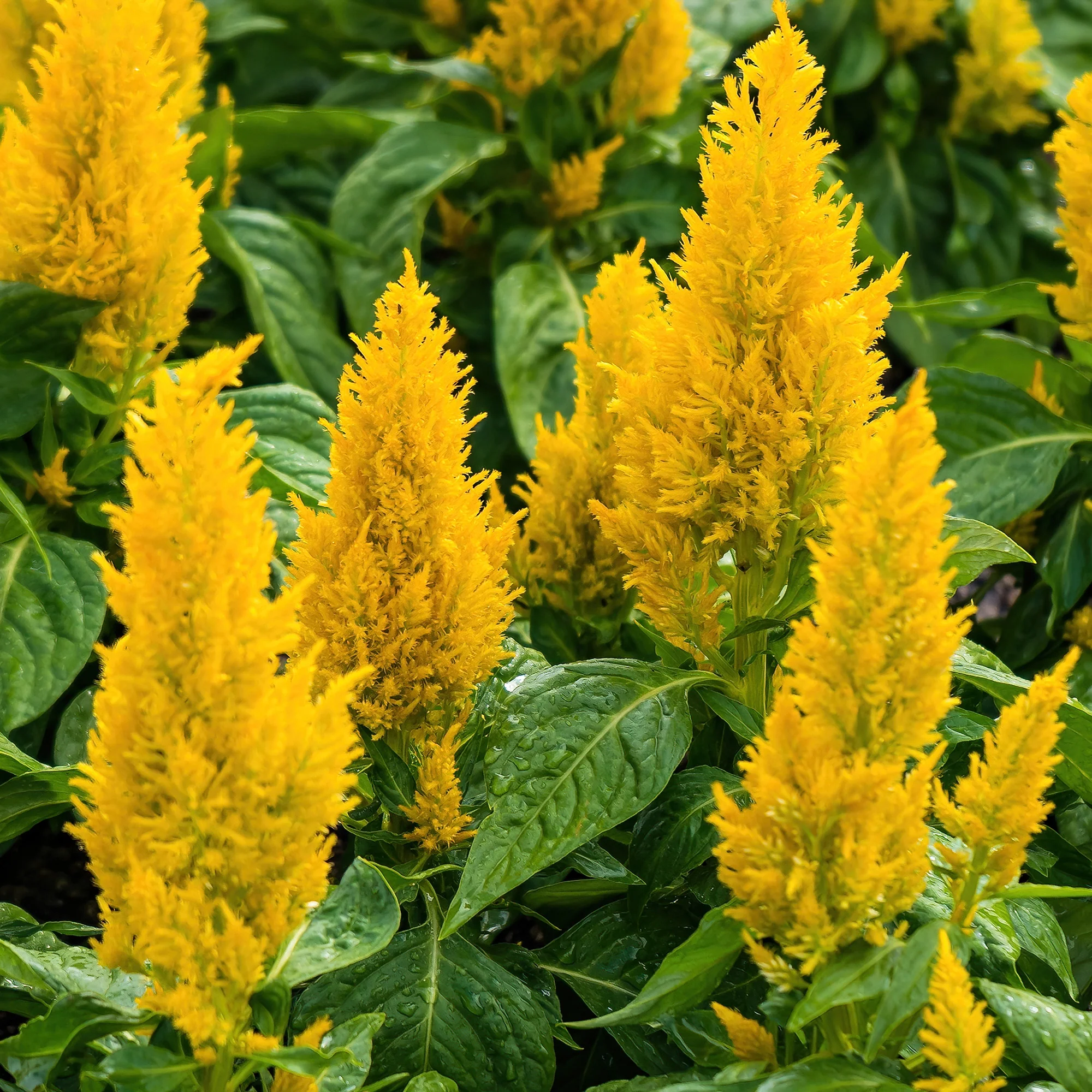 Celosie jaune