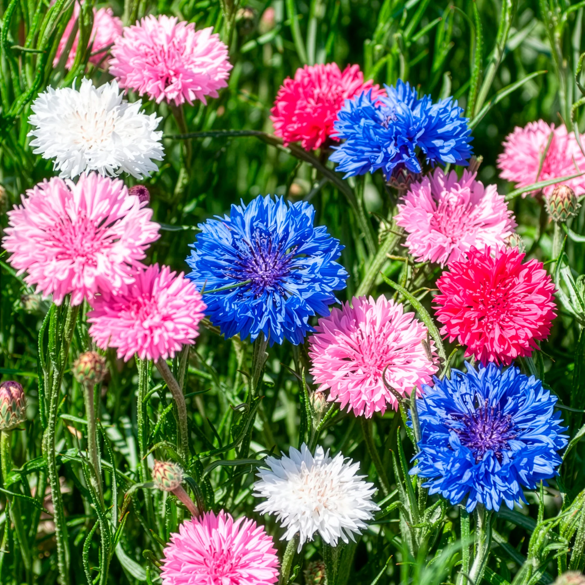 Centaurée à fleurs double en mélange
