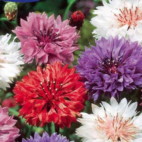 Centaurée à fleurs double en mélange - Image 2