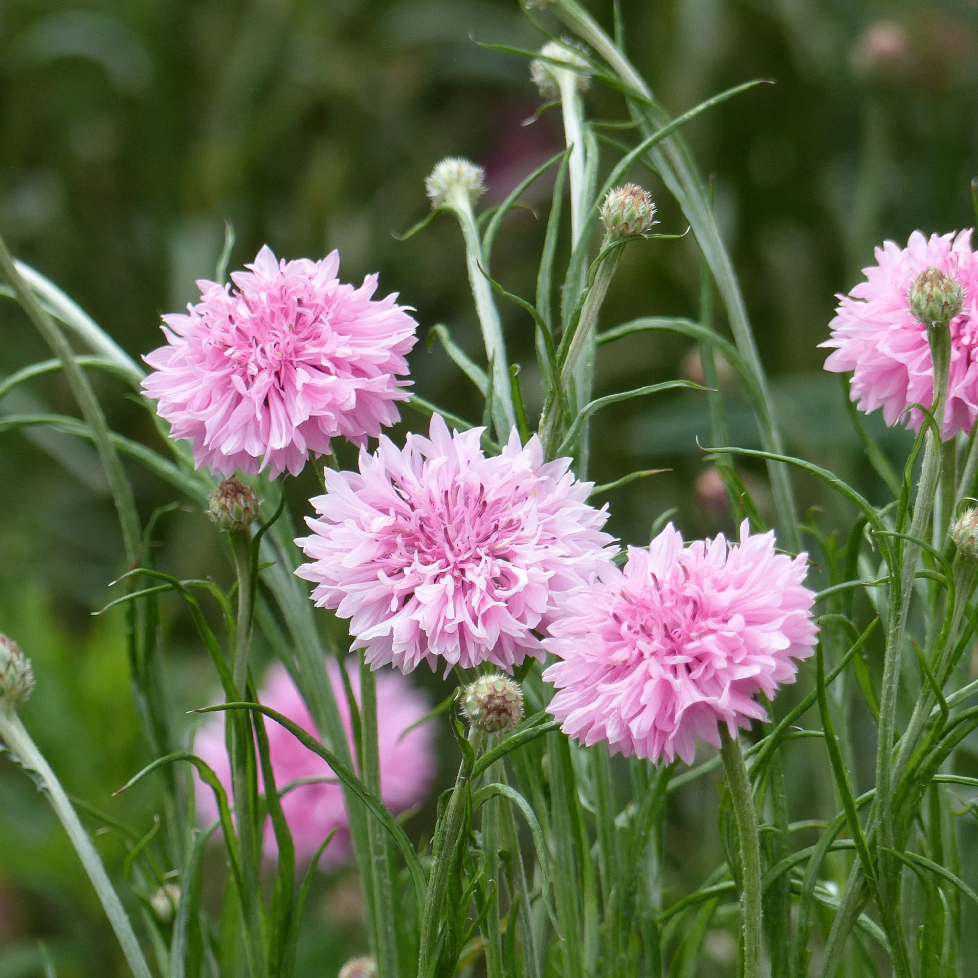 Centaurée barbeau Pinkie