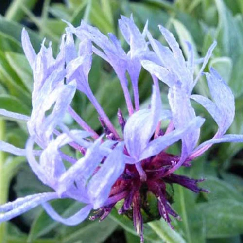 Centaurée bleue des montagnes