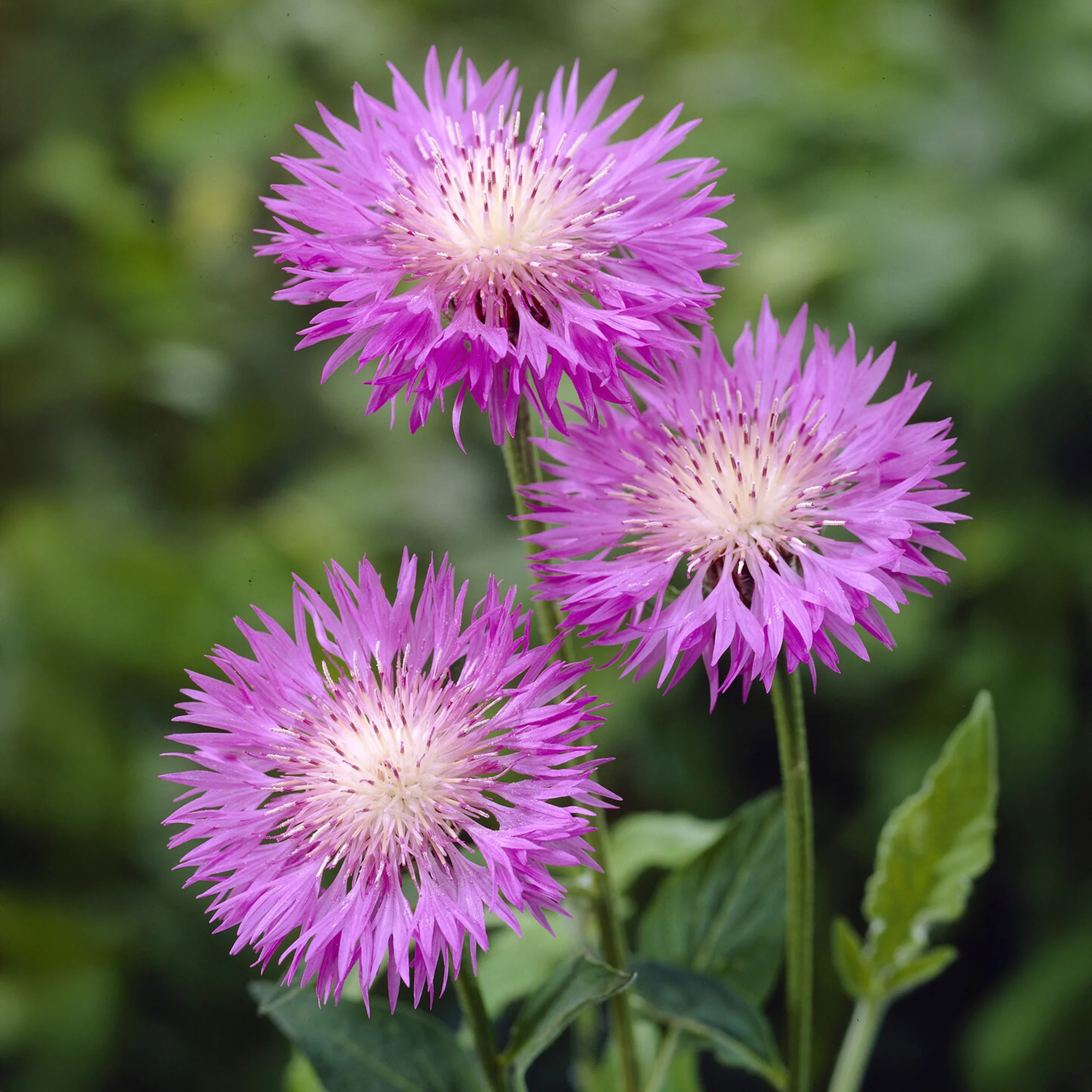 Centaurée rose John Coutts
